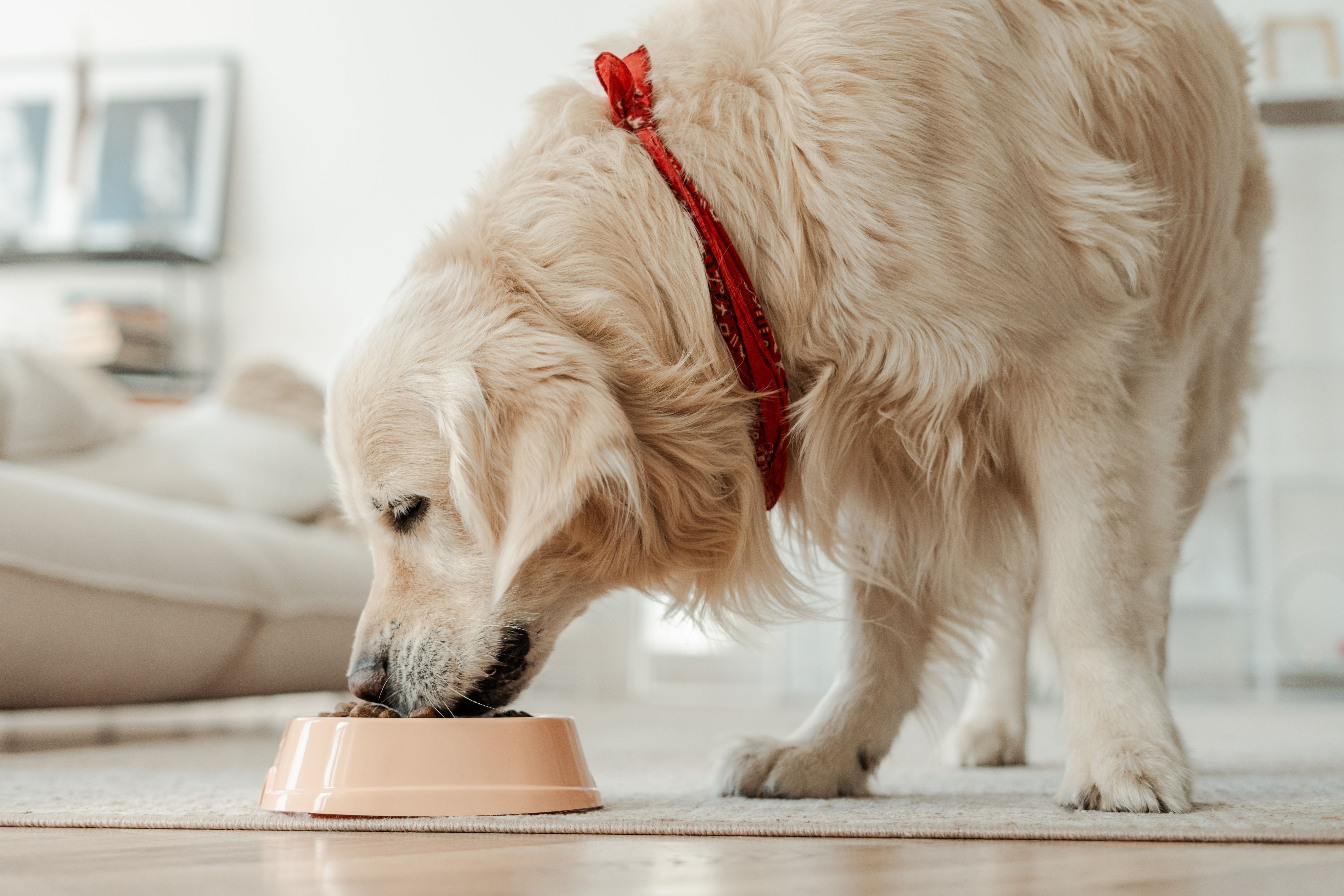 dog eating