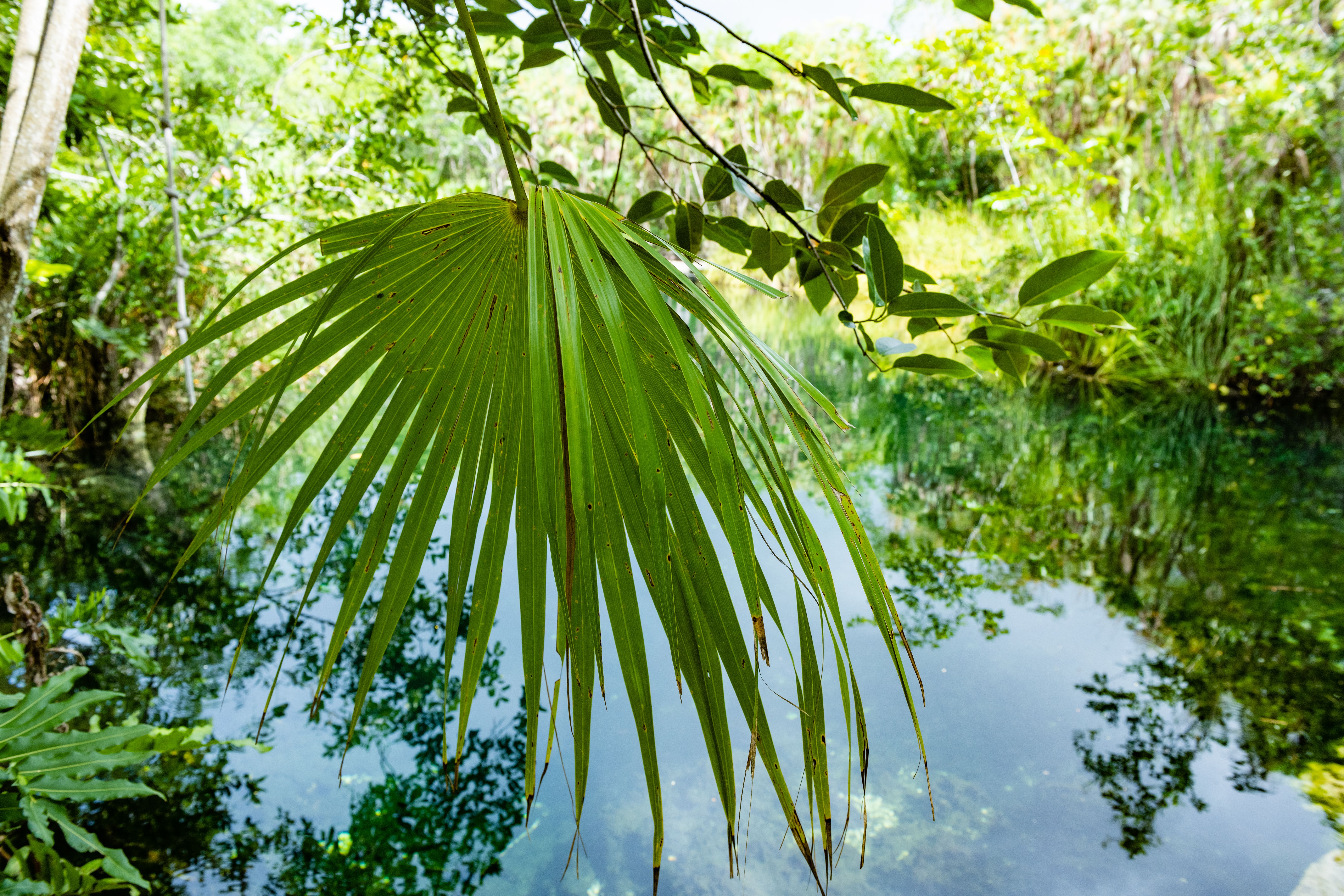 landscape Carmen Apicala