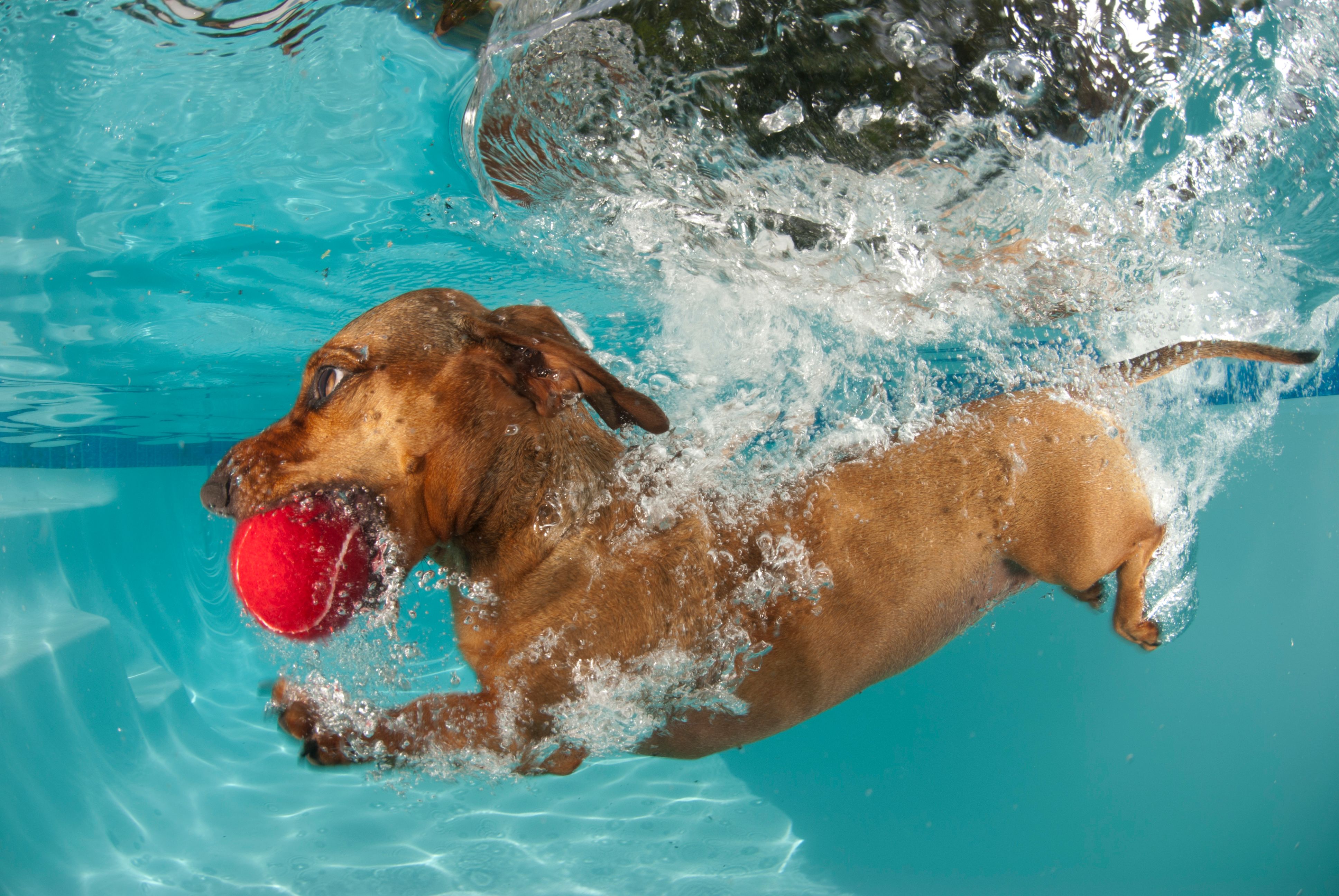 dog retrieving ball underwater