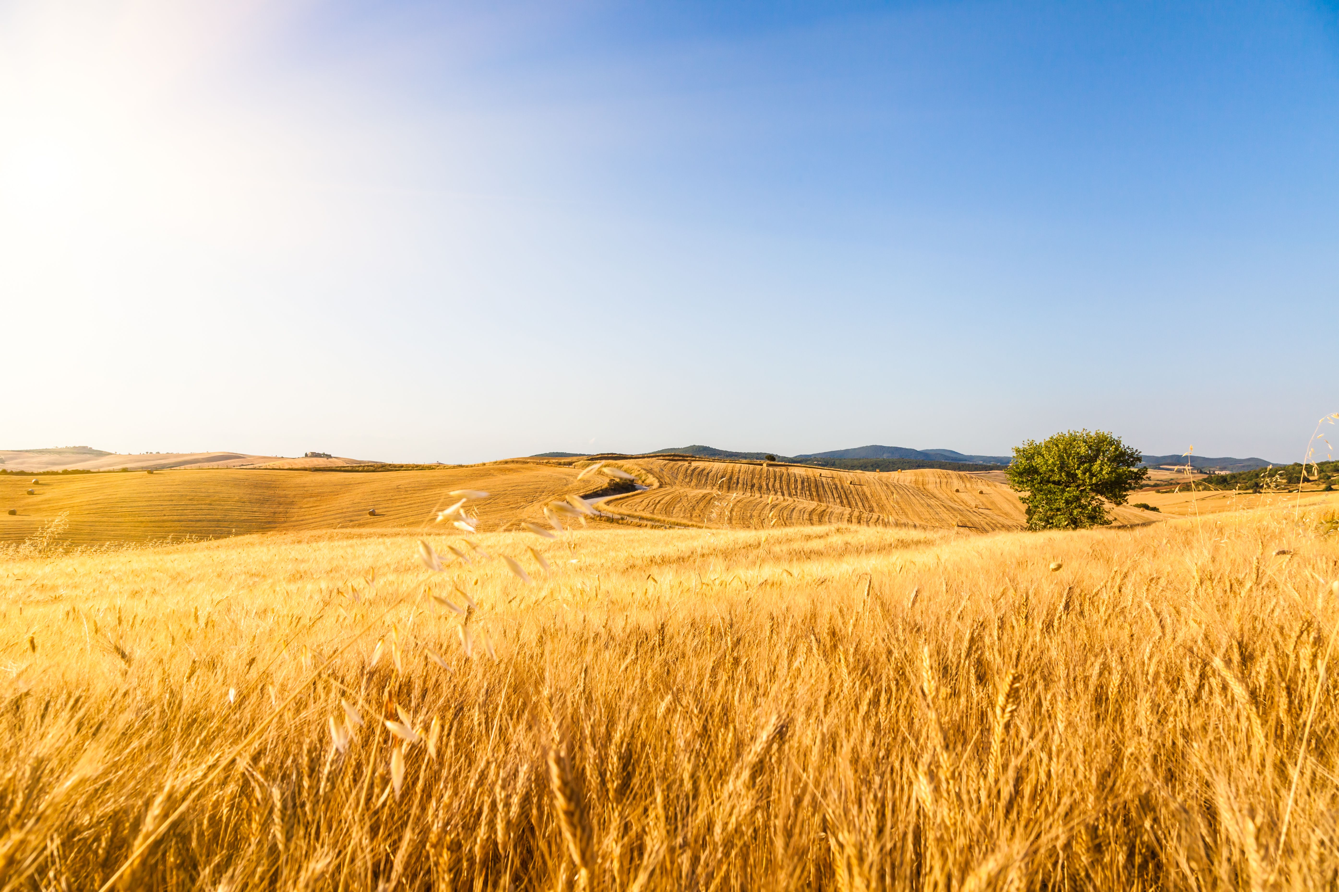 italy wheat fields