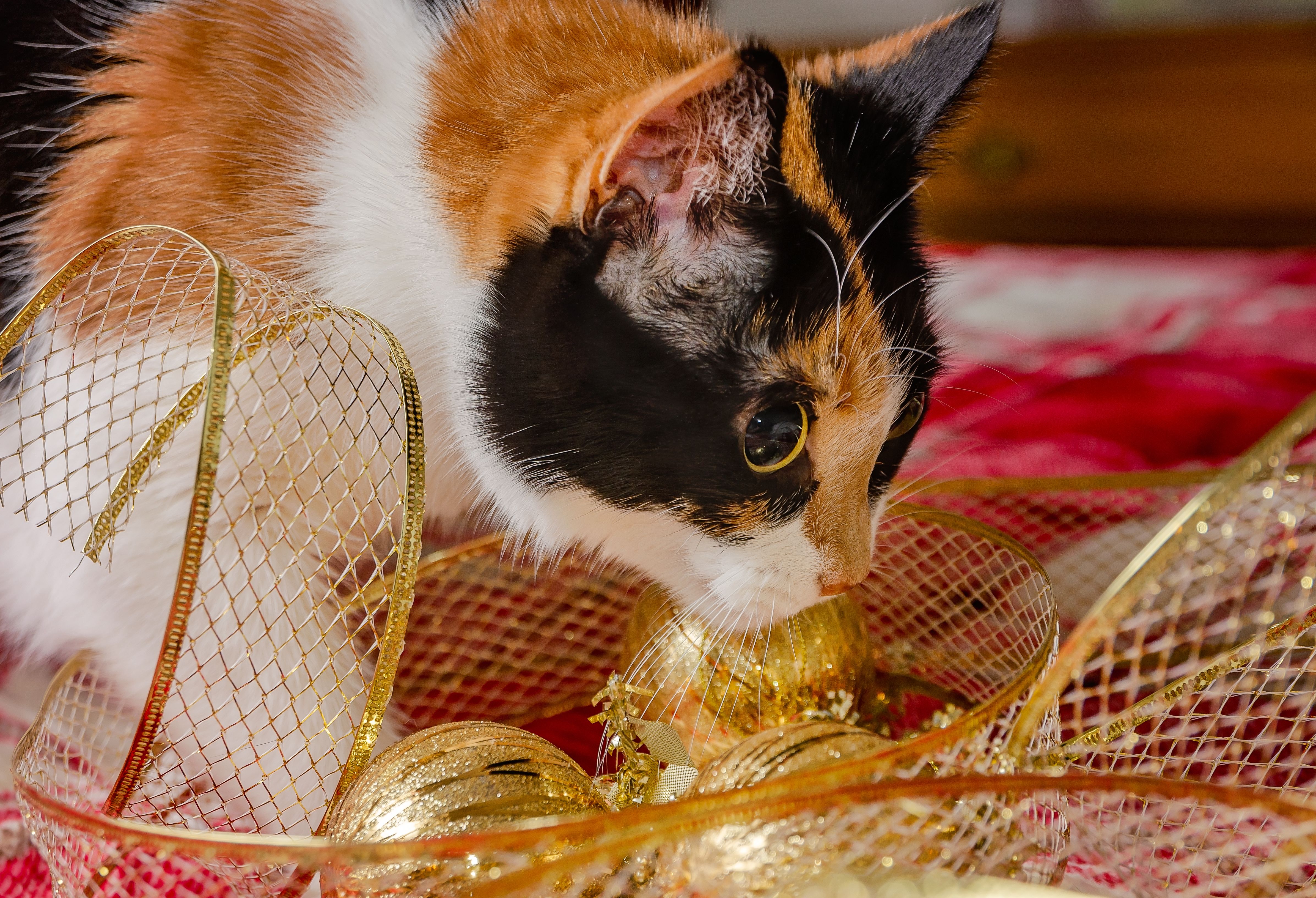safety tree trimming