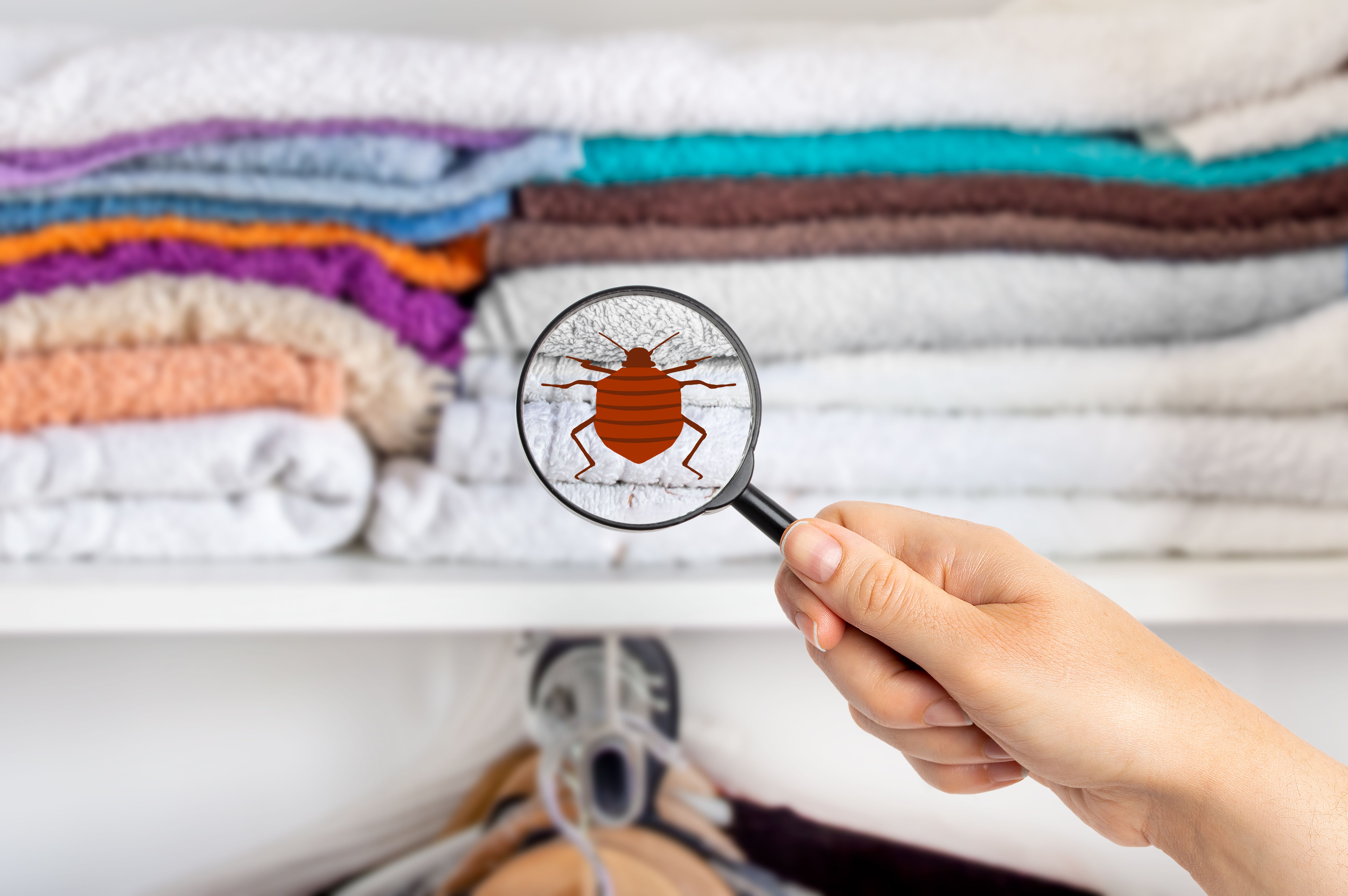 bed bug inspection