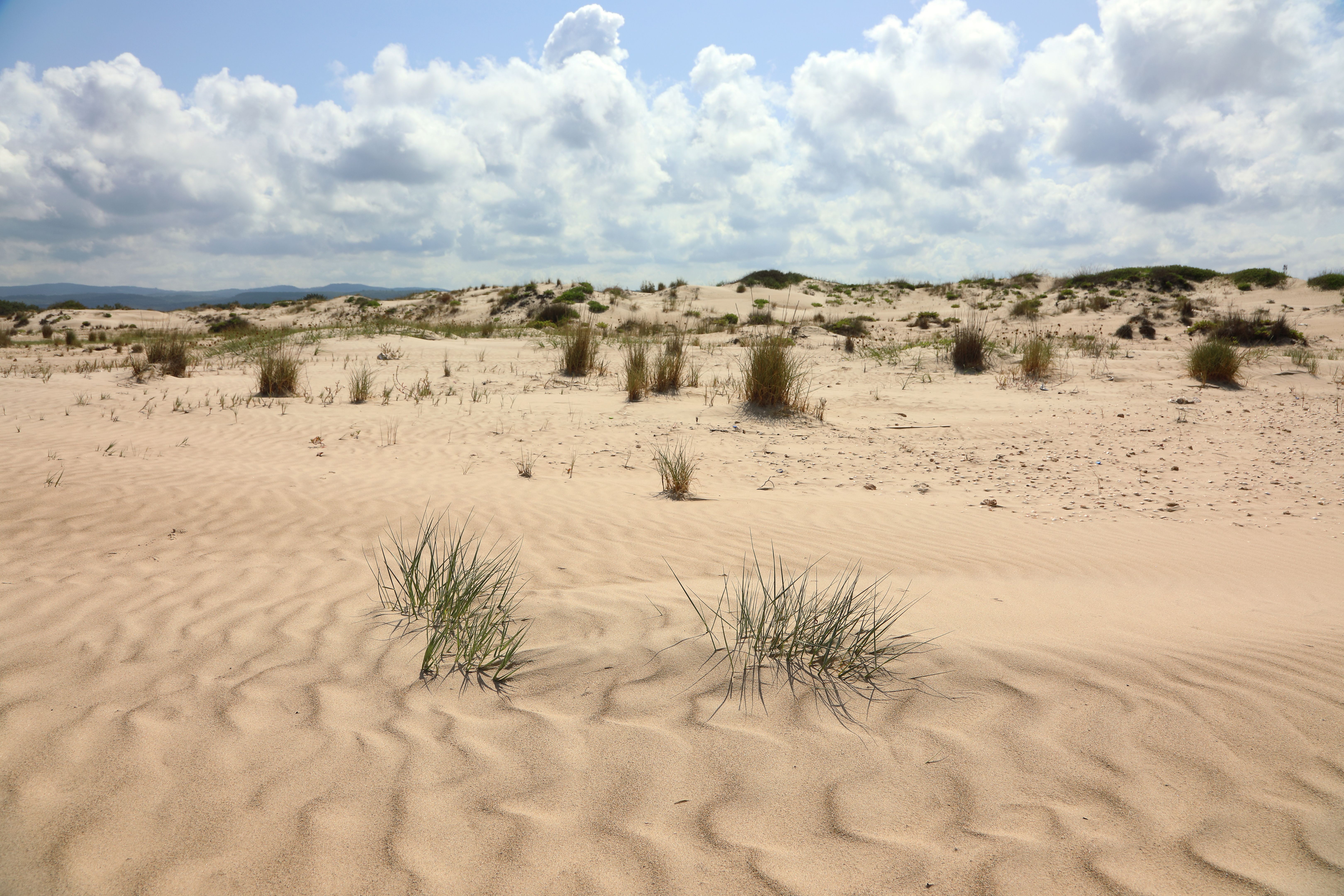 mediterranean climate
