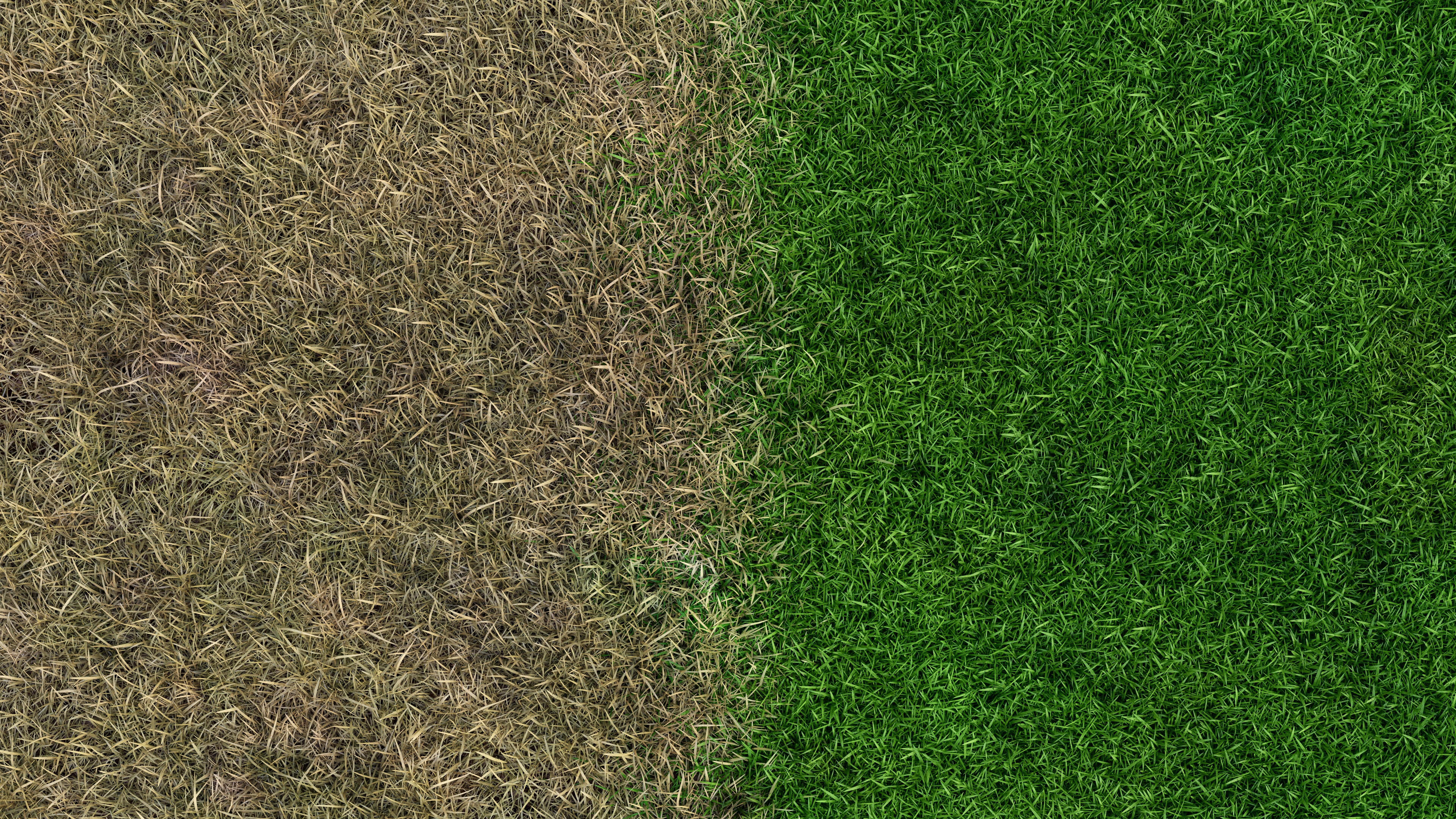 healthy grass