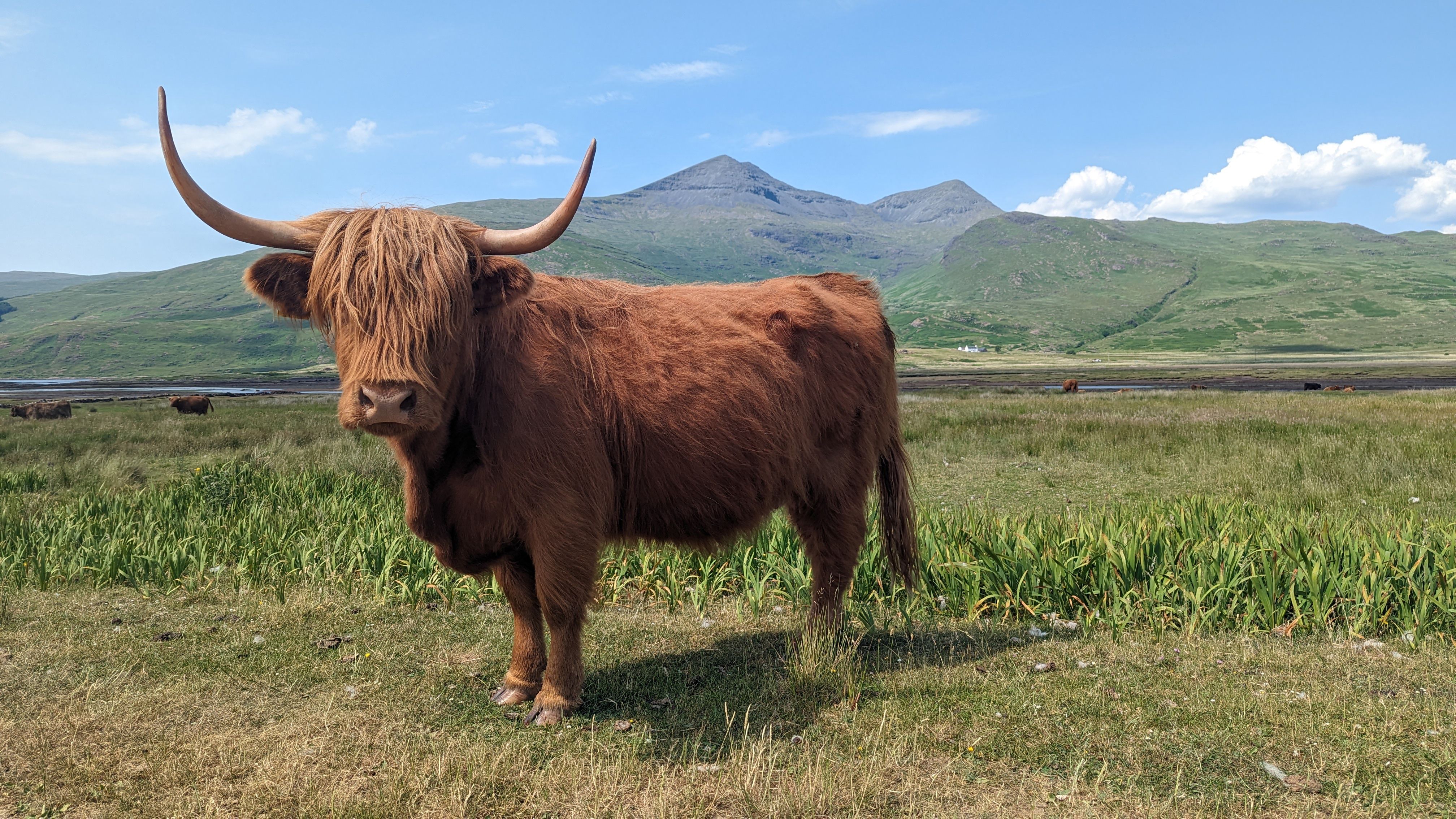 mini highland cattle pasture
