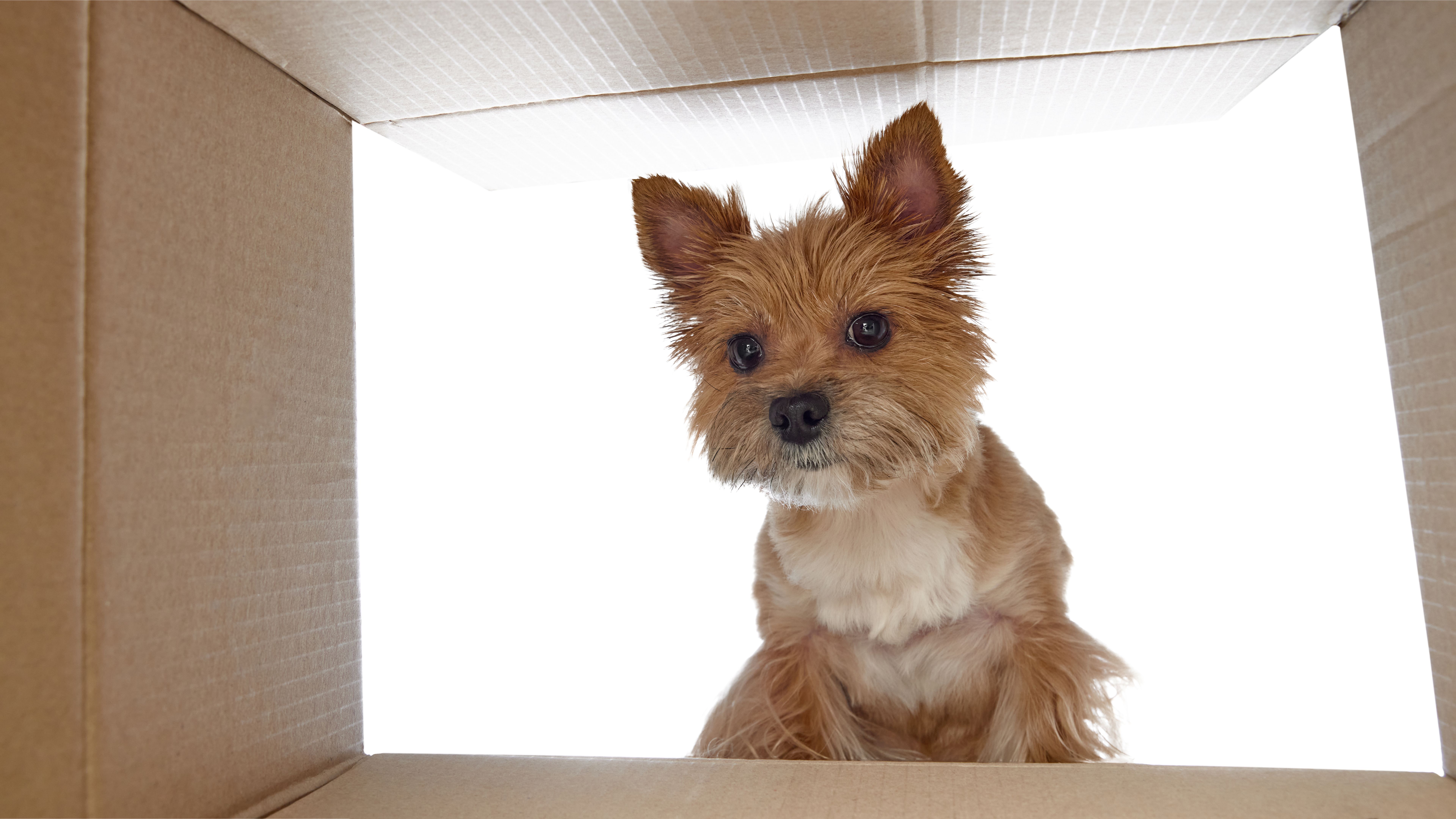 pet relocation services