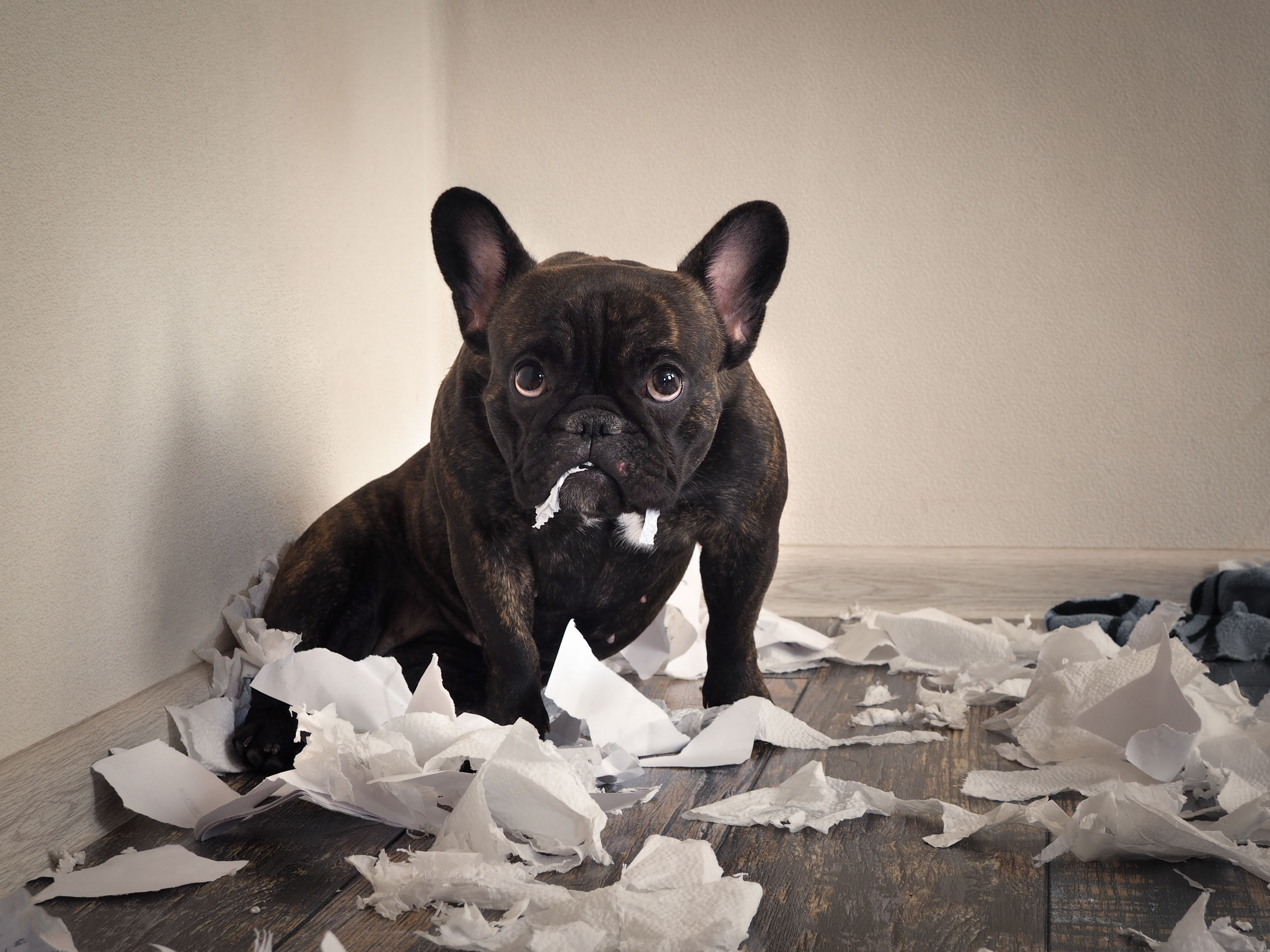 Blame the dog made a mess in the room. Playful puppy French bulldog Blame the dog made a mess in the room. Playful puppy French bulldog