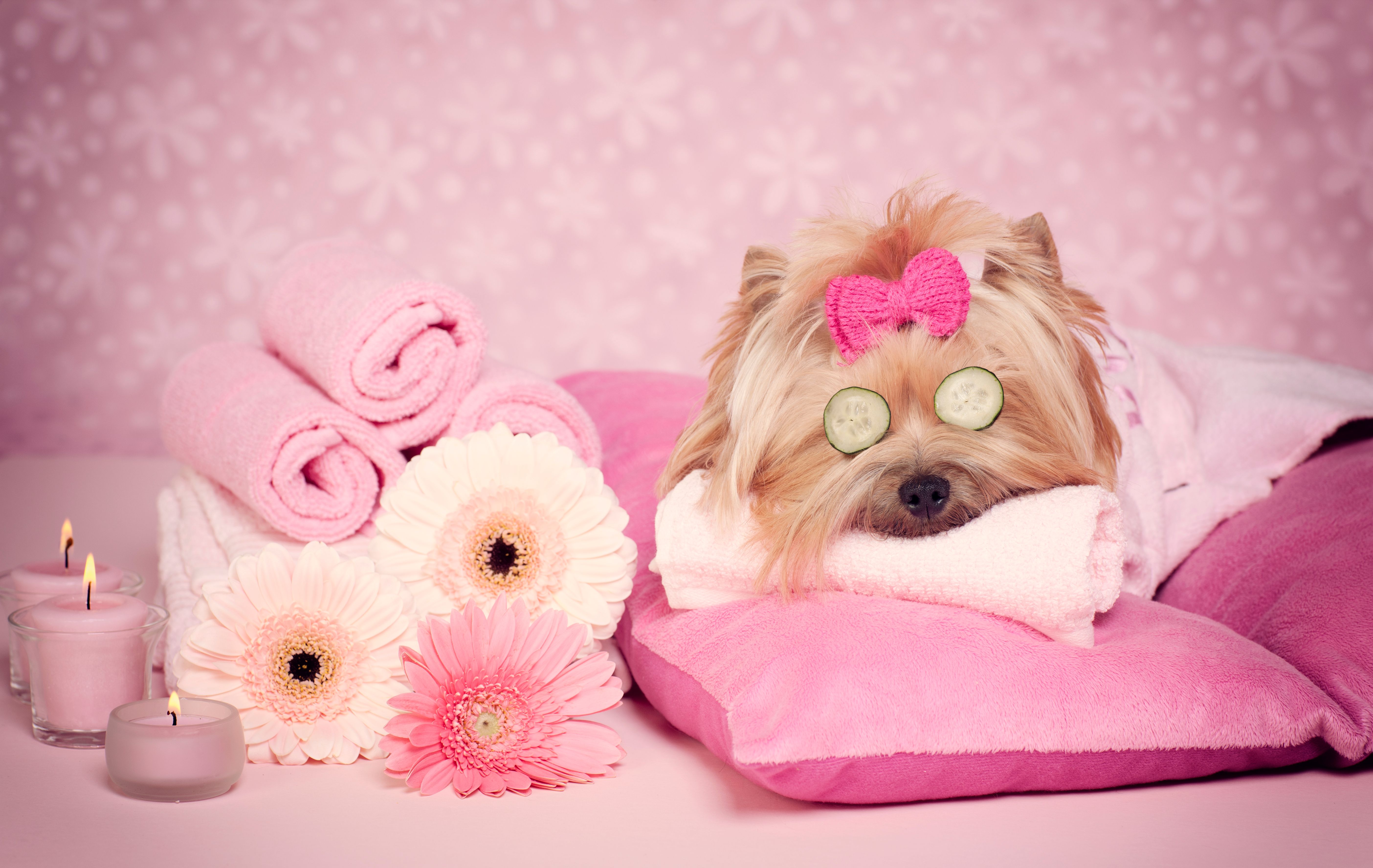luxury pet spa