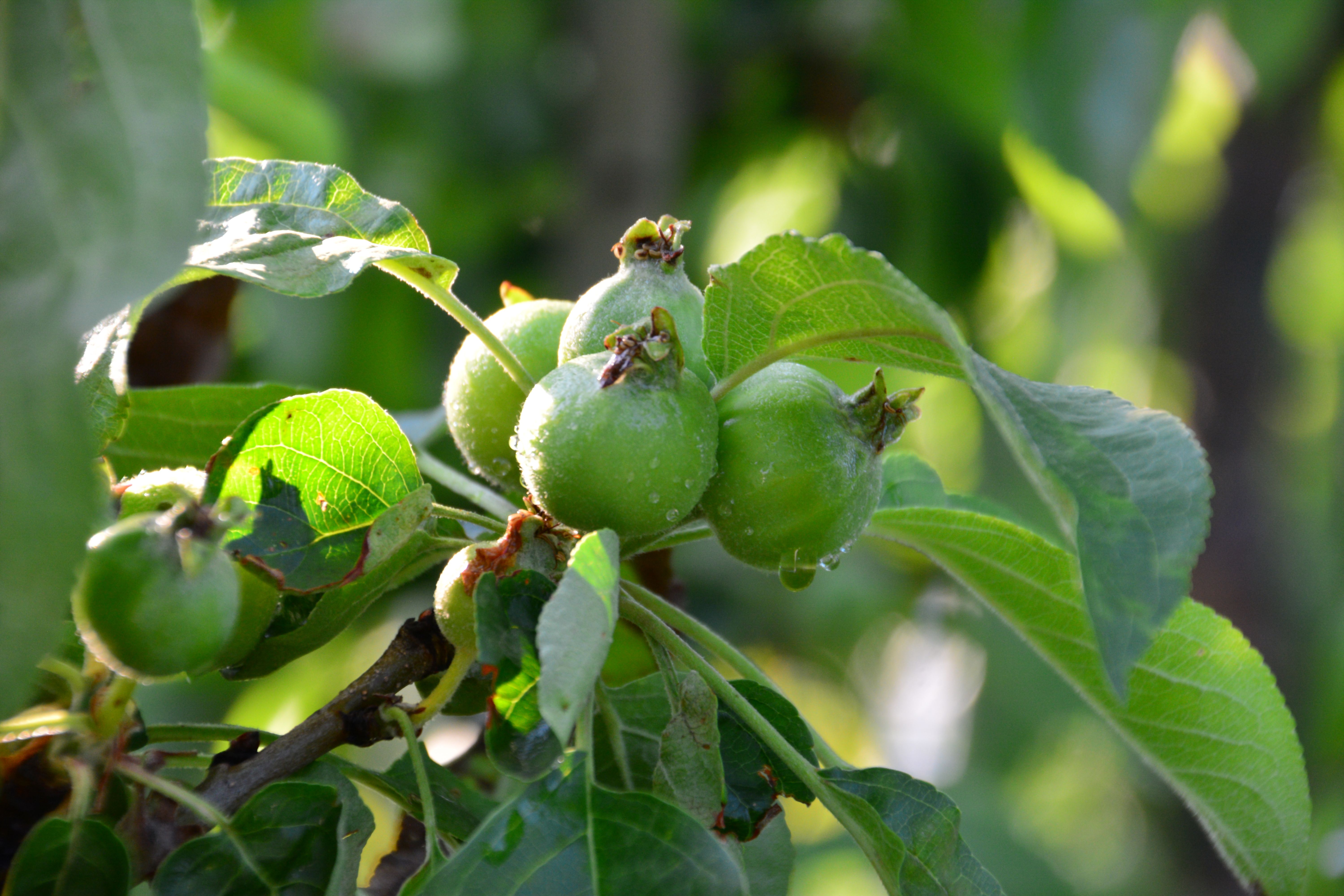rainwater harvesting