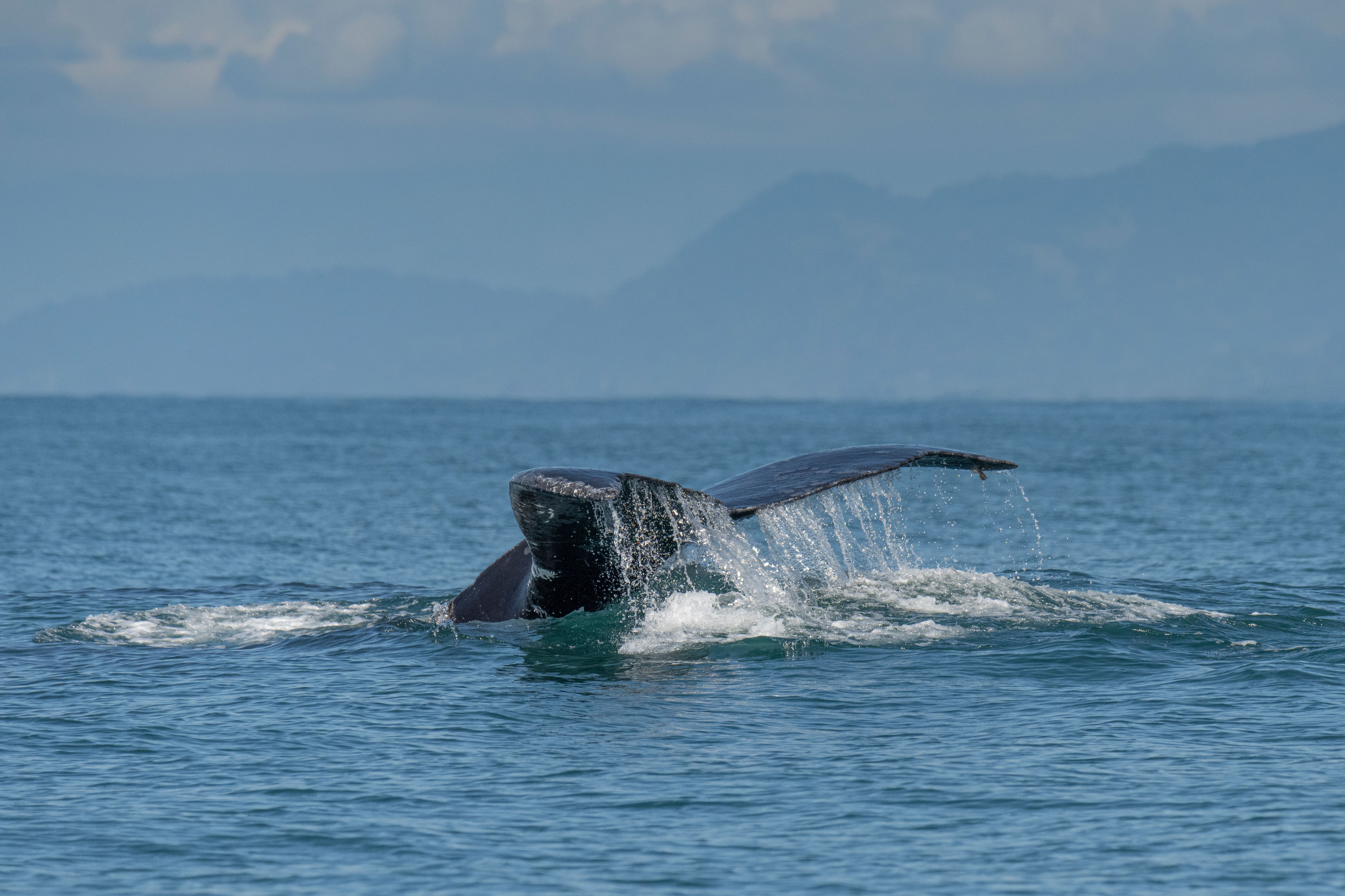 Humpback whale