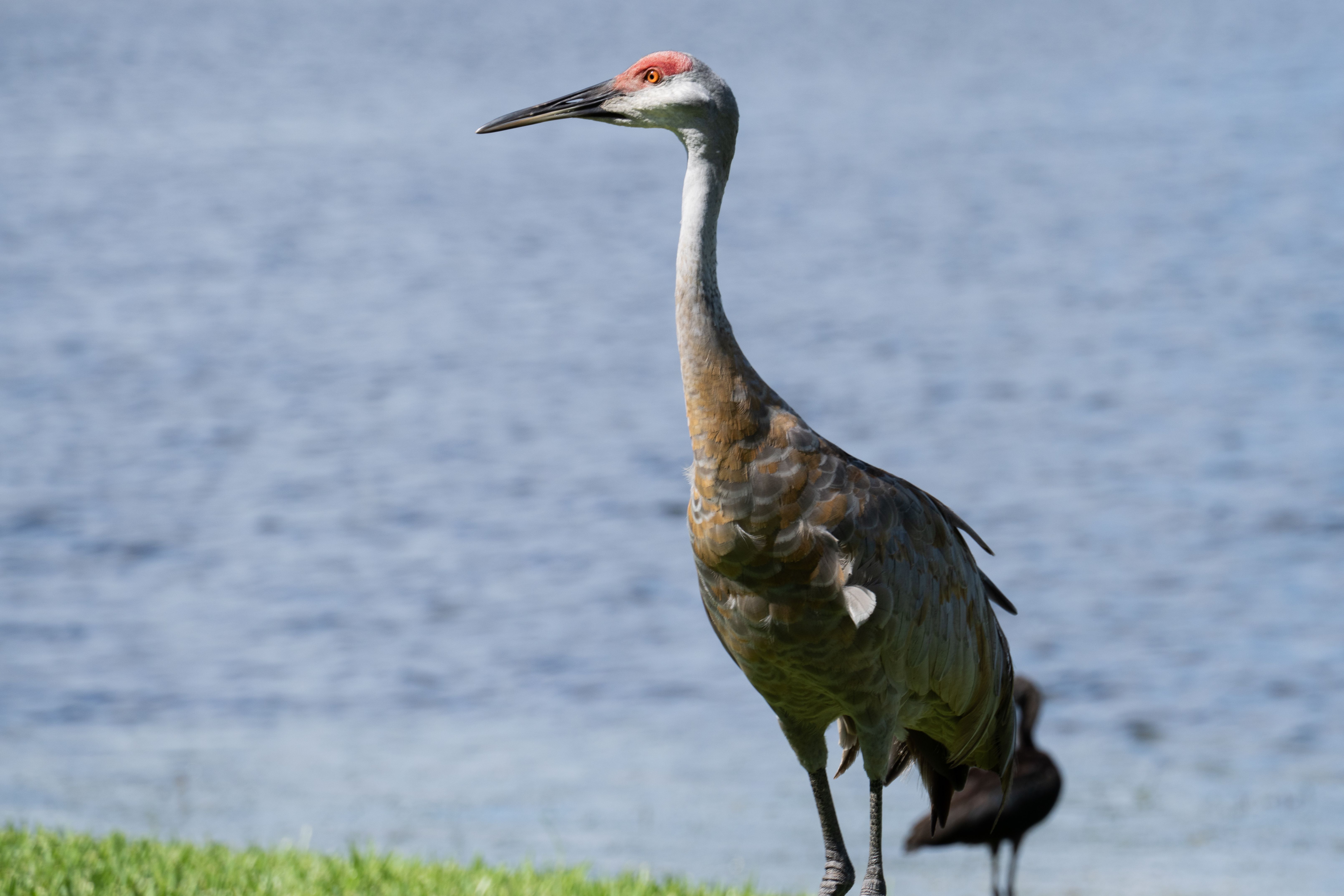florida wildlife