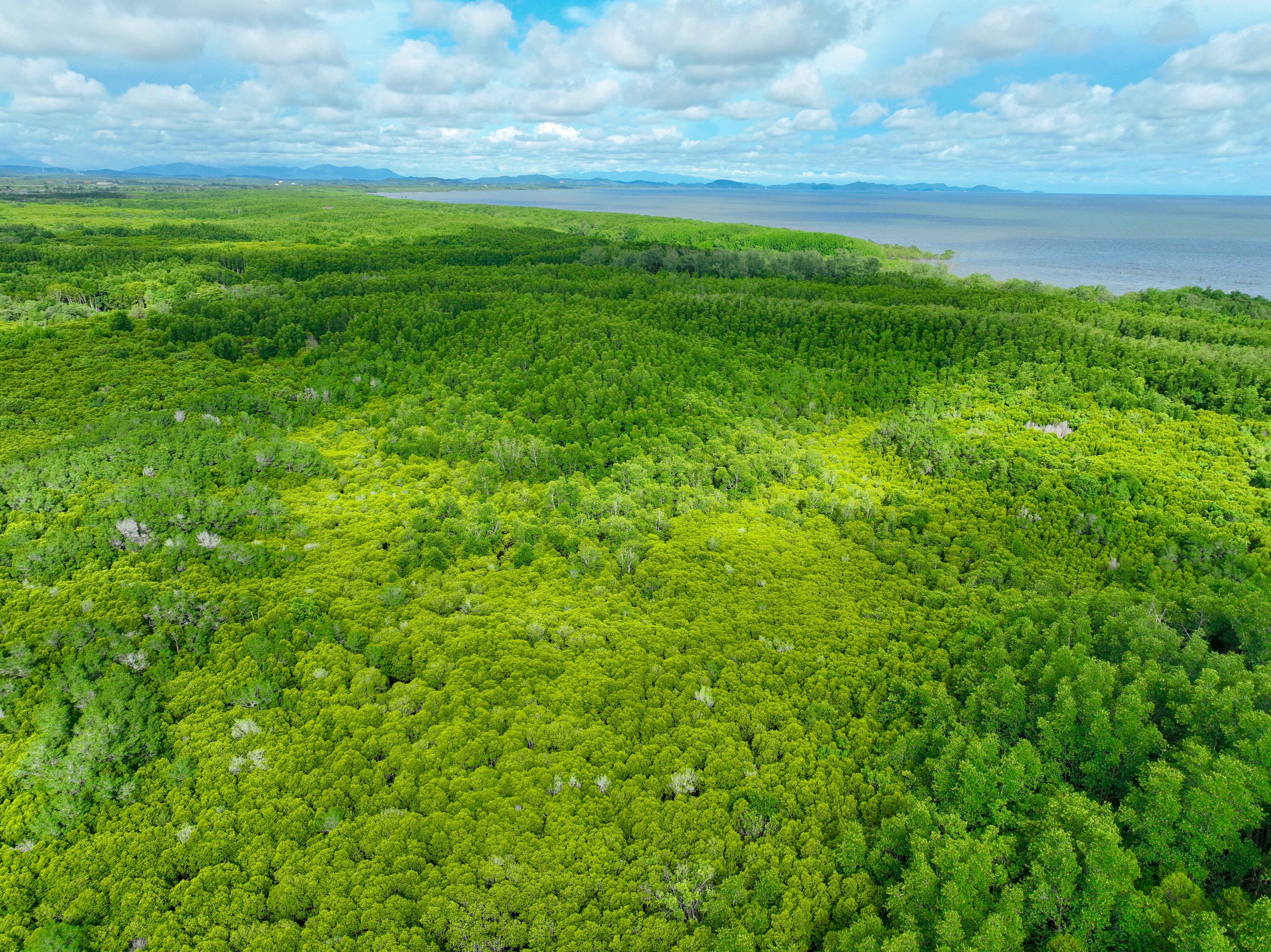 ecosystem restoration