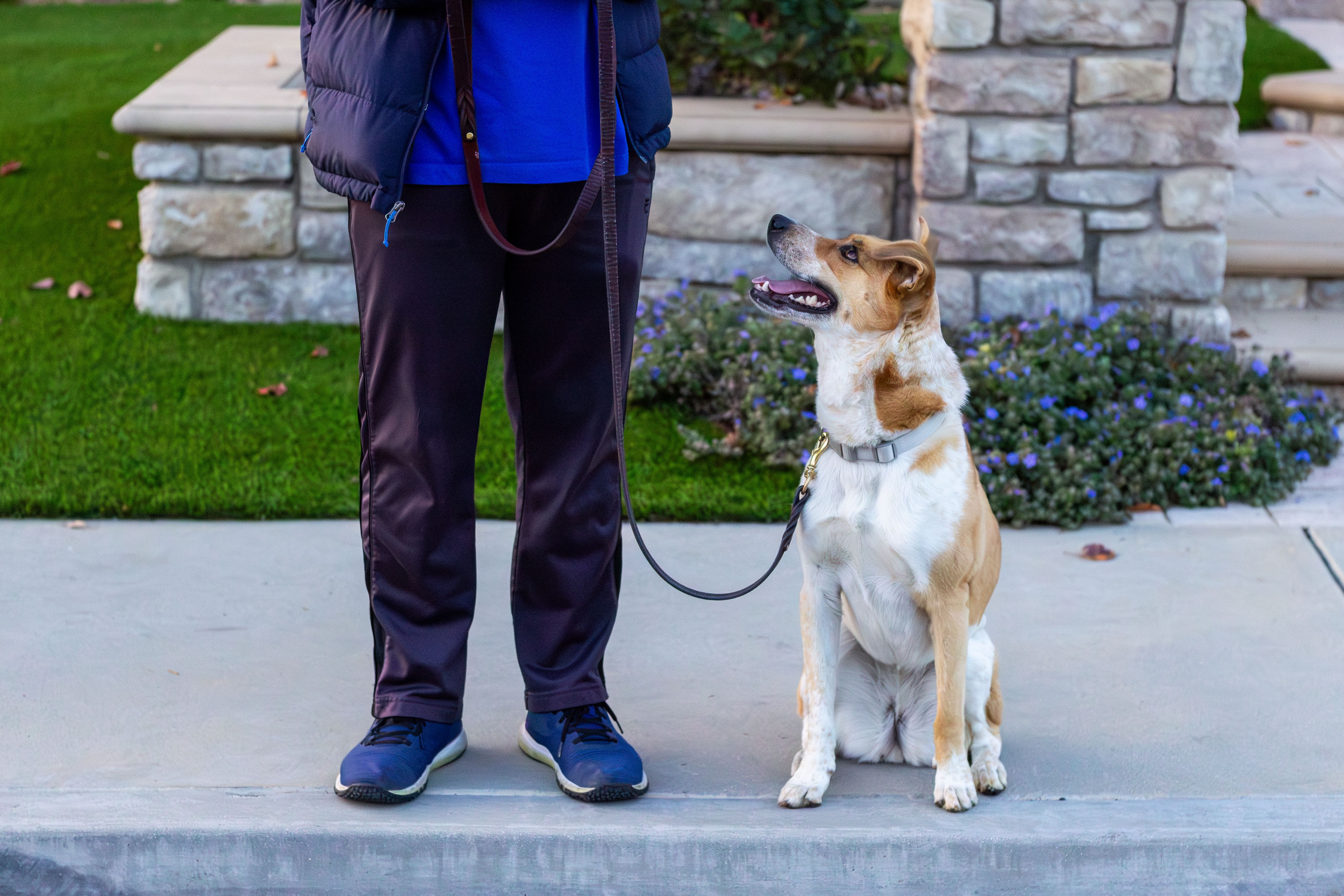 dog patience training