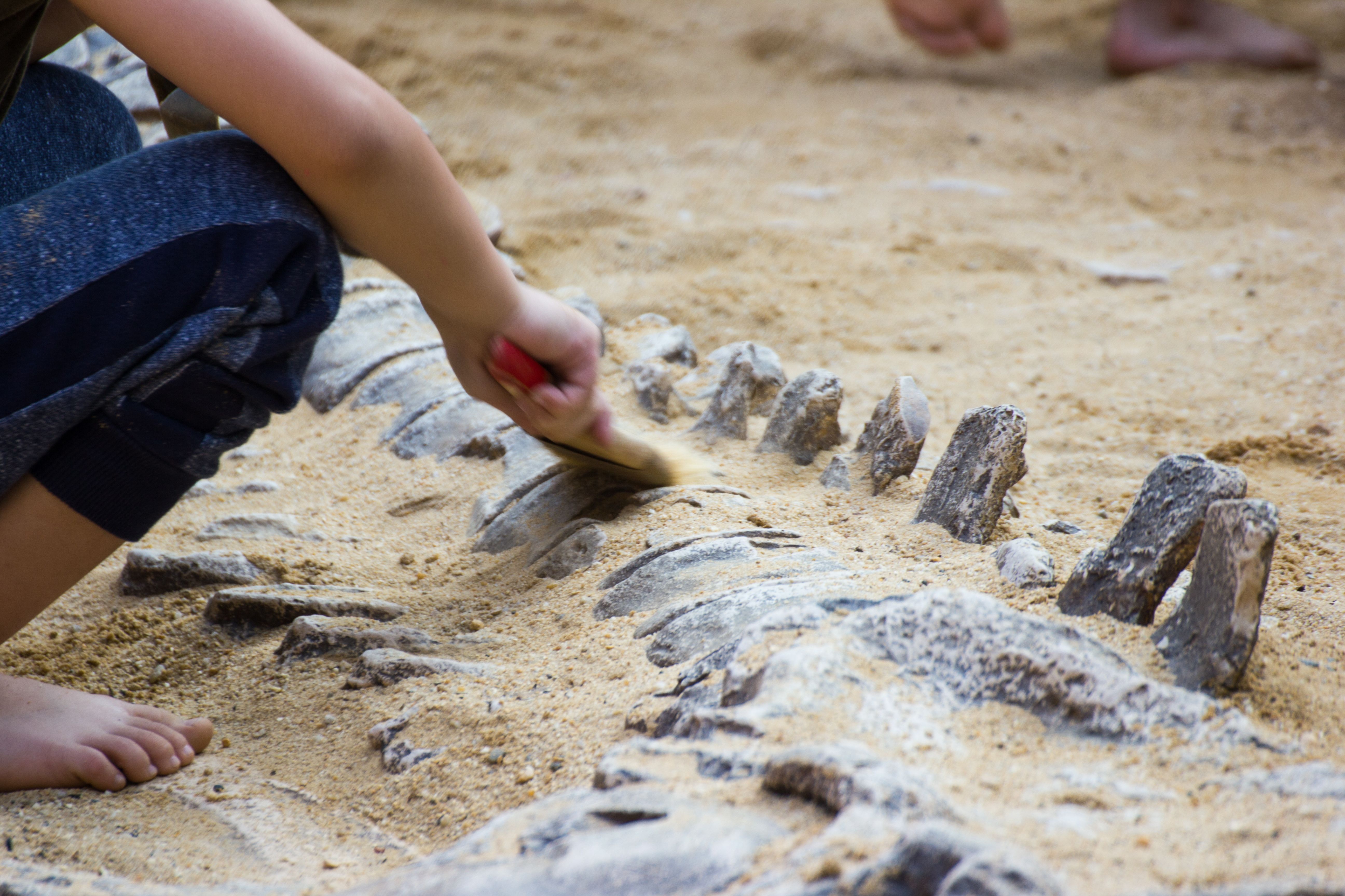children fossil digging