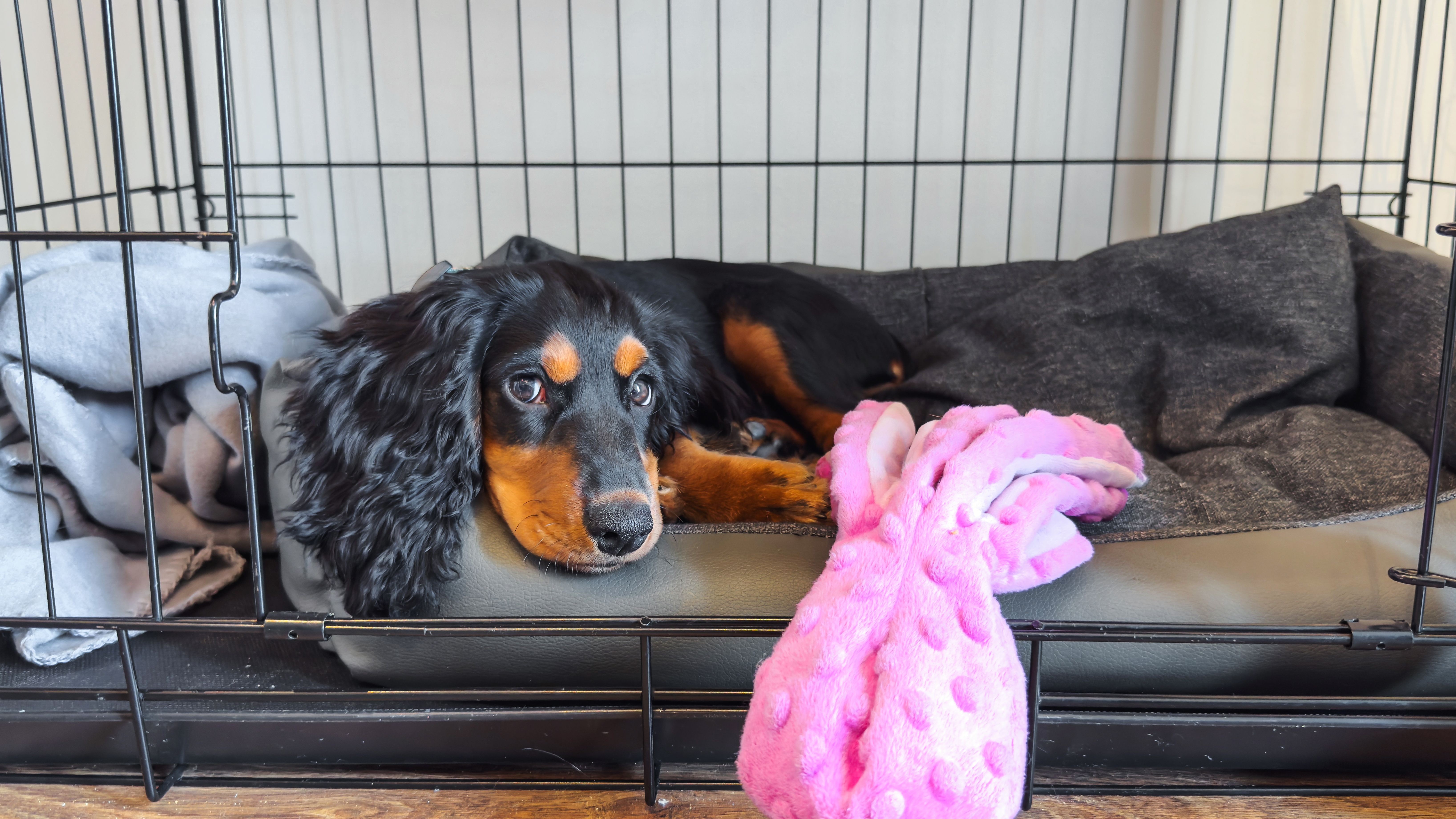 pet crate training