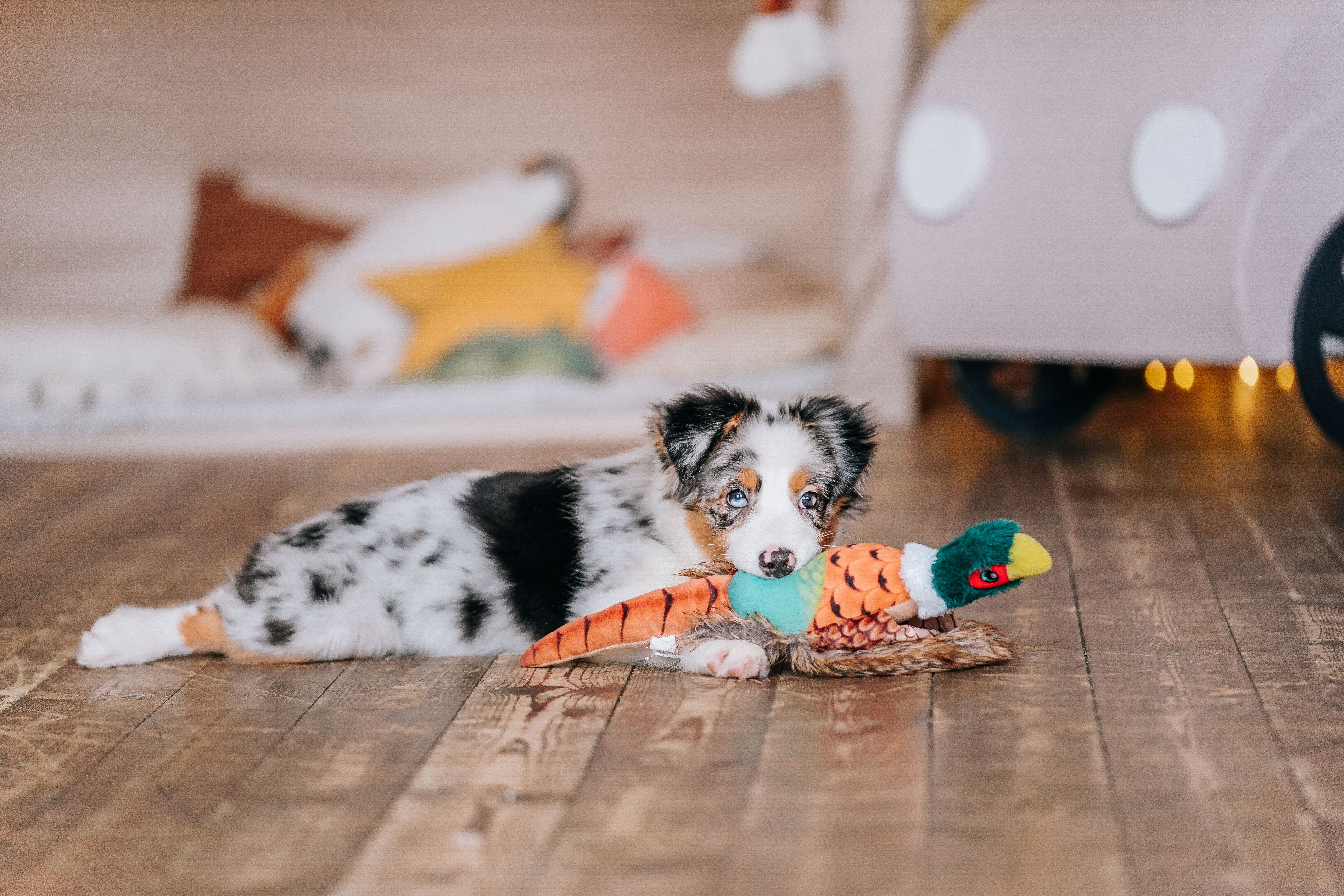 australian shepherd puppy
