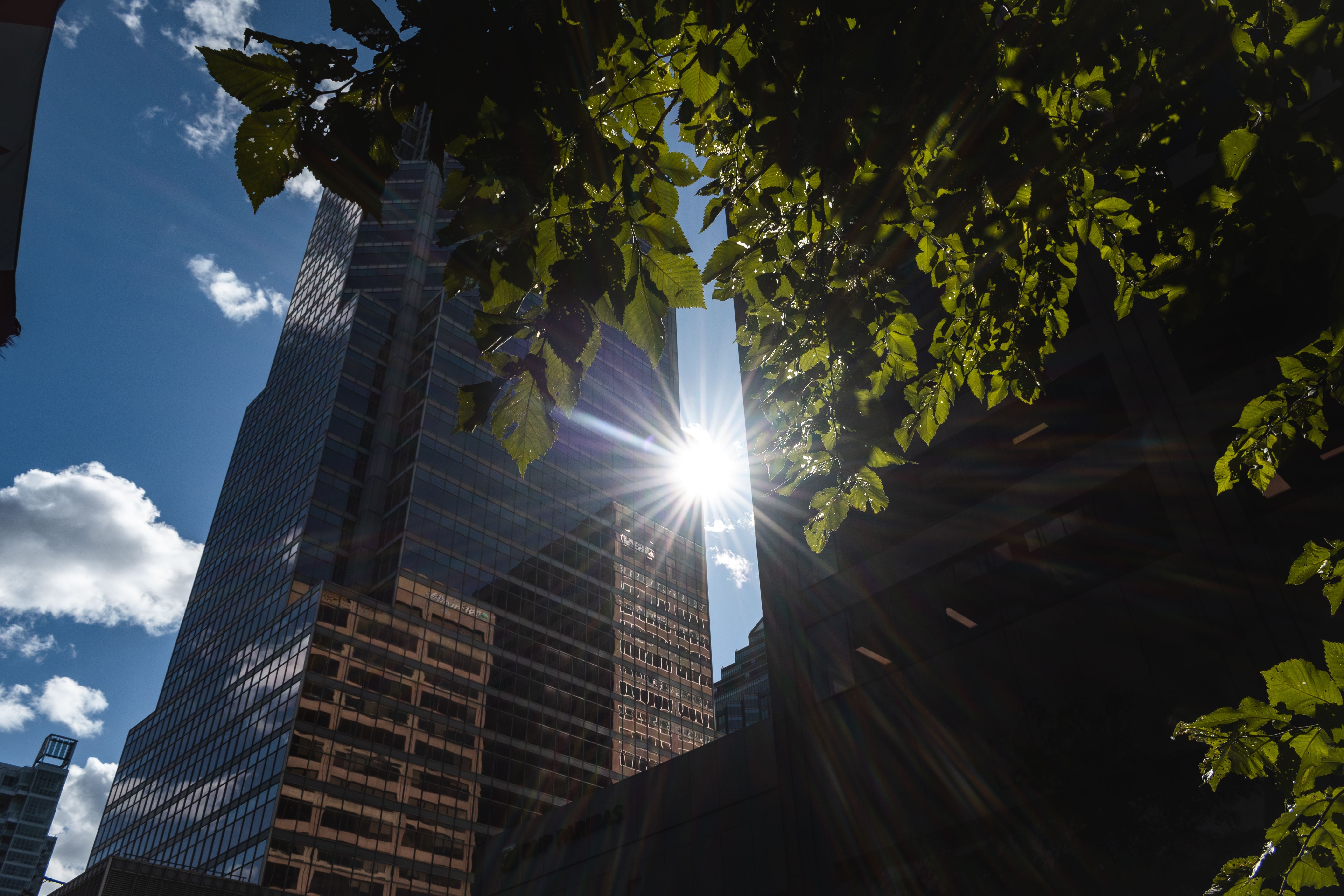Sunlight shining through leaves with a modern skyscraper in the background.