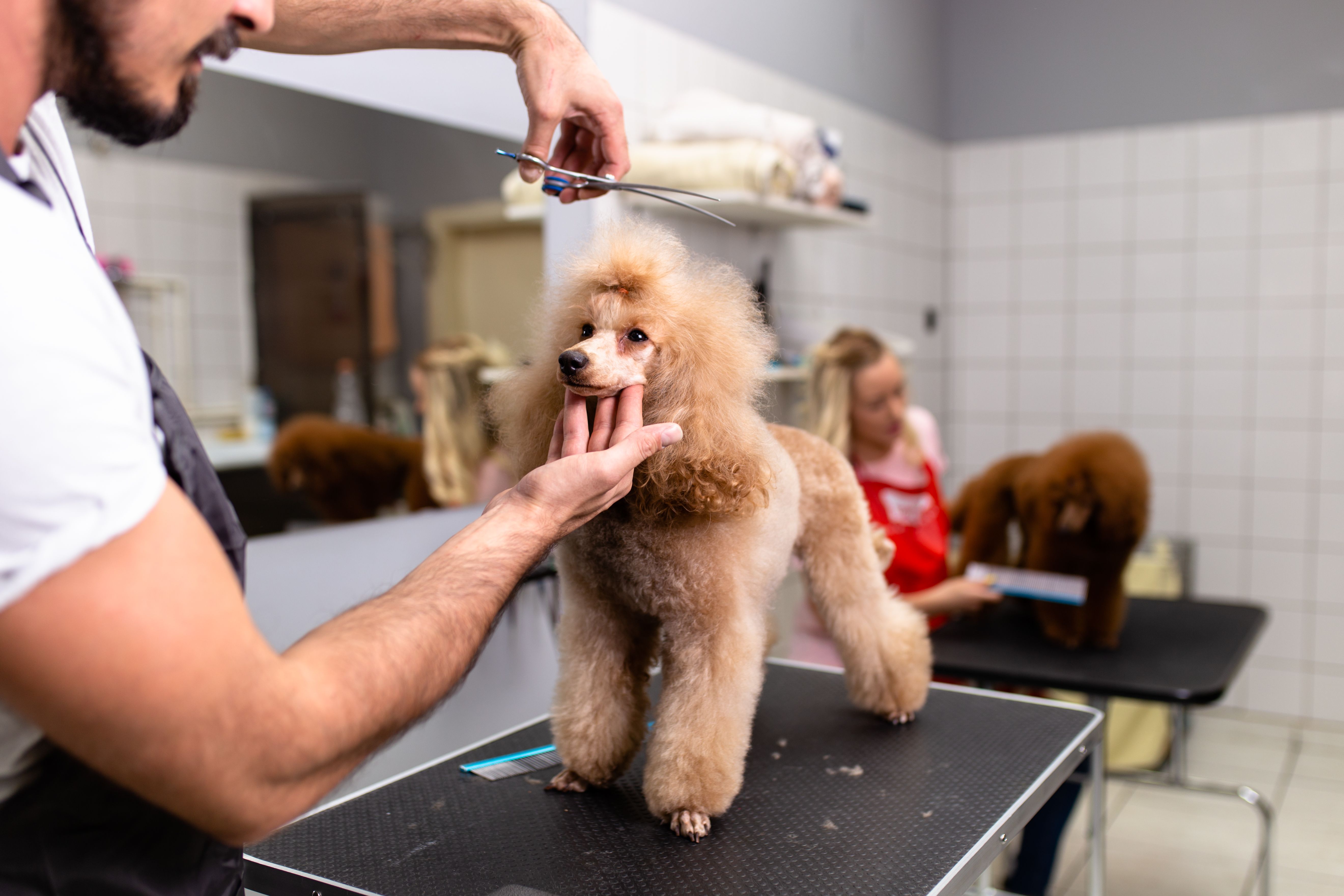 dog grooming salon