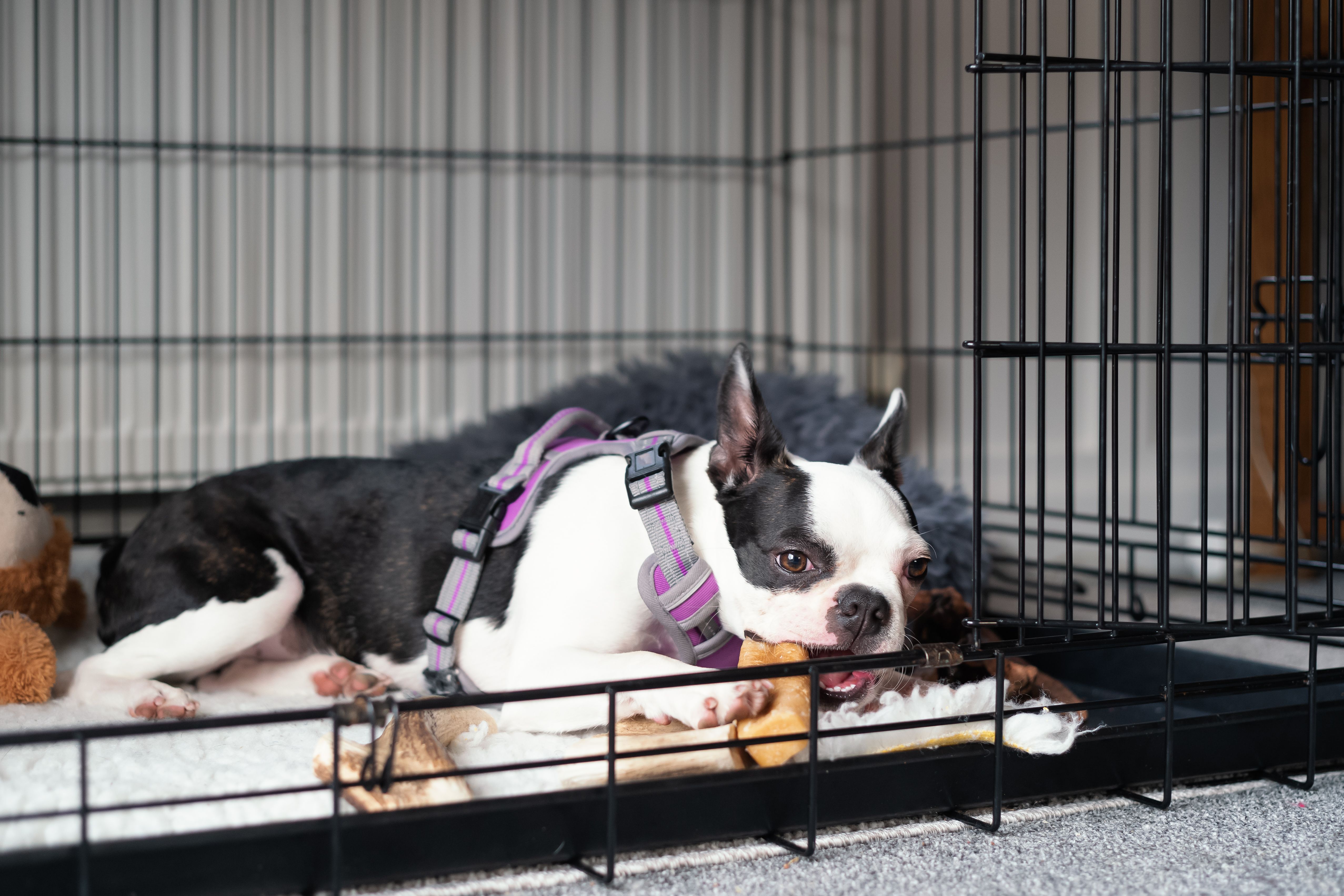 Boston Terrier puppy inside a cage or crate with the door open. She is lying down chewing a teething aid chew. She is wearing a harness.