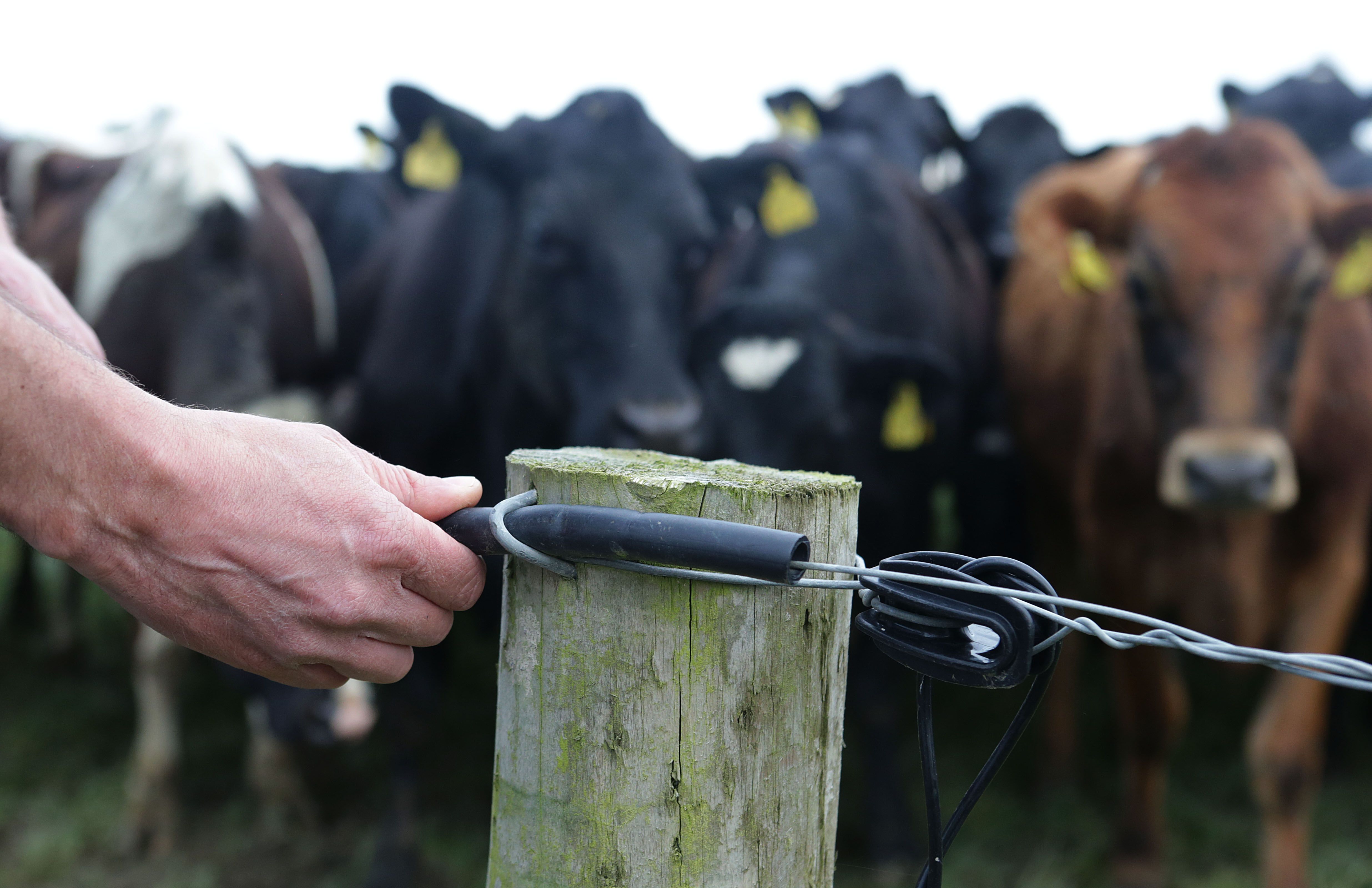 A farmer adjusts a fence on a farm in Stamullen, Co. Meath, Ireland. A farmer adjusts a fence on a farm in Stamullen, Co. Meath, Ireland.