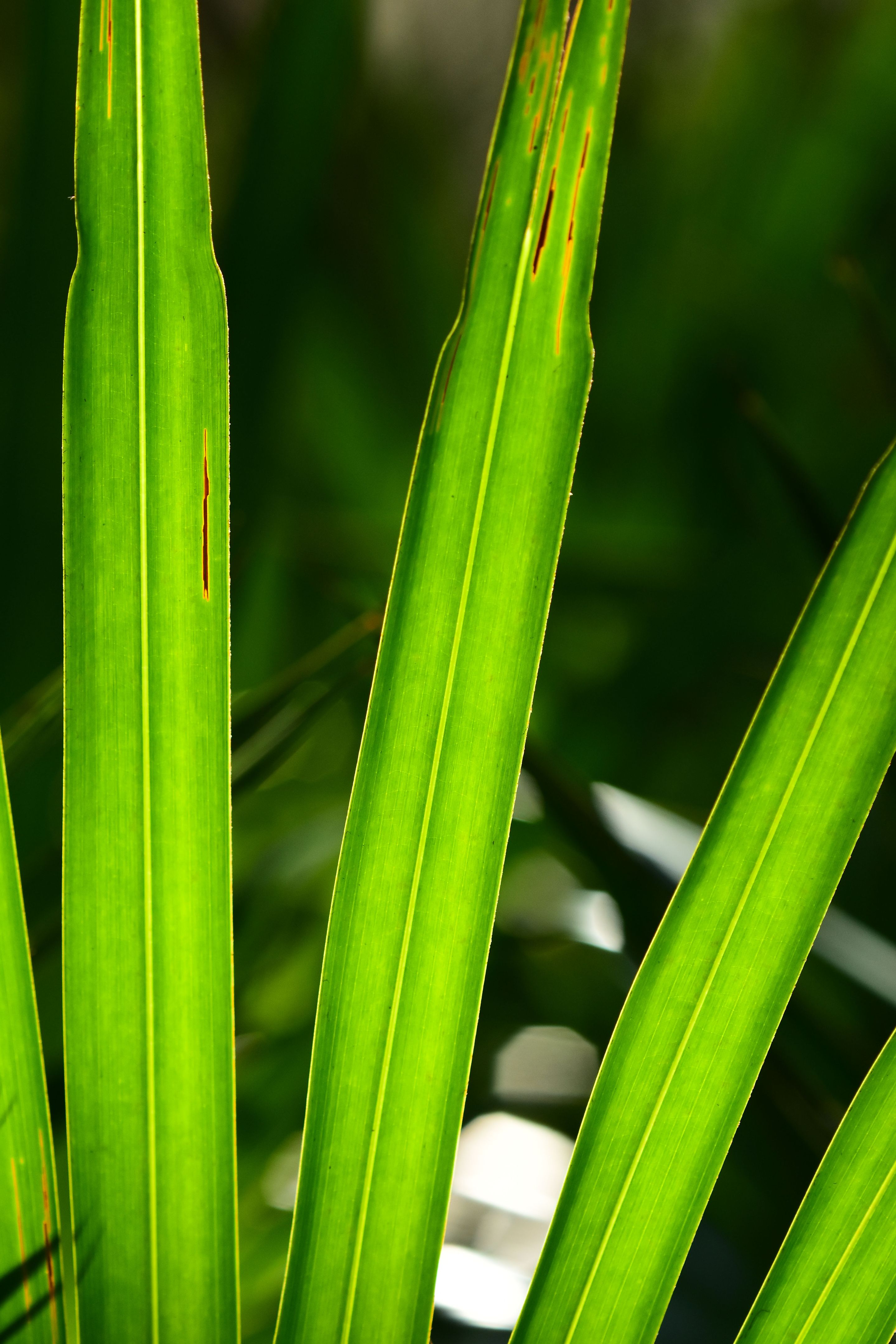 carmen de apicalá paisajes