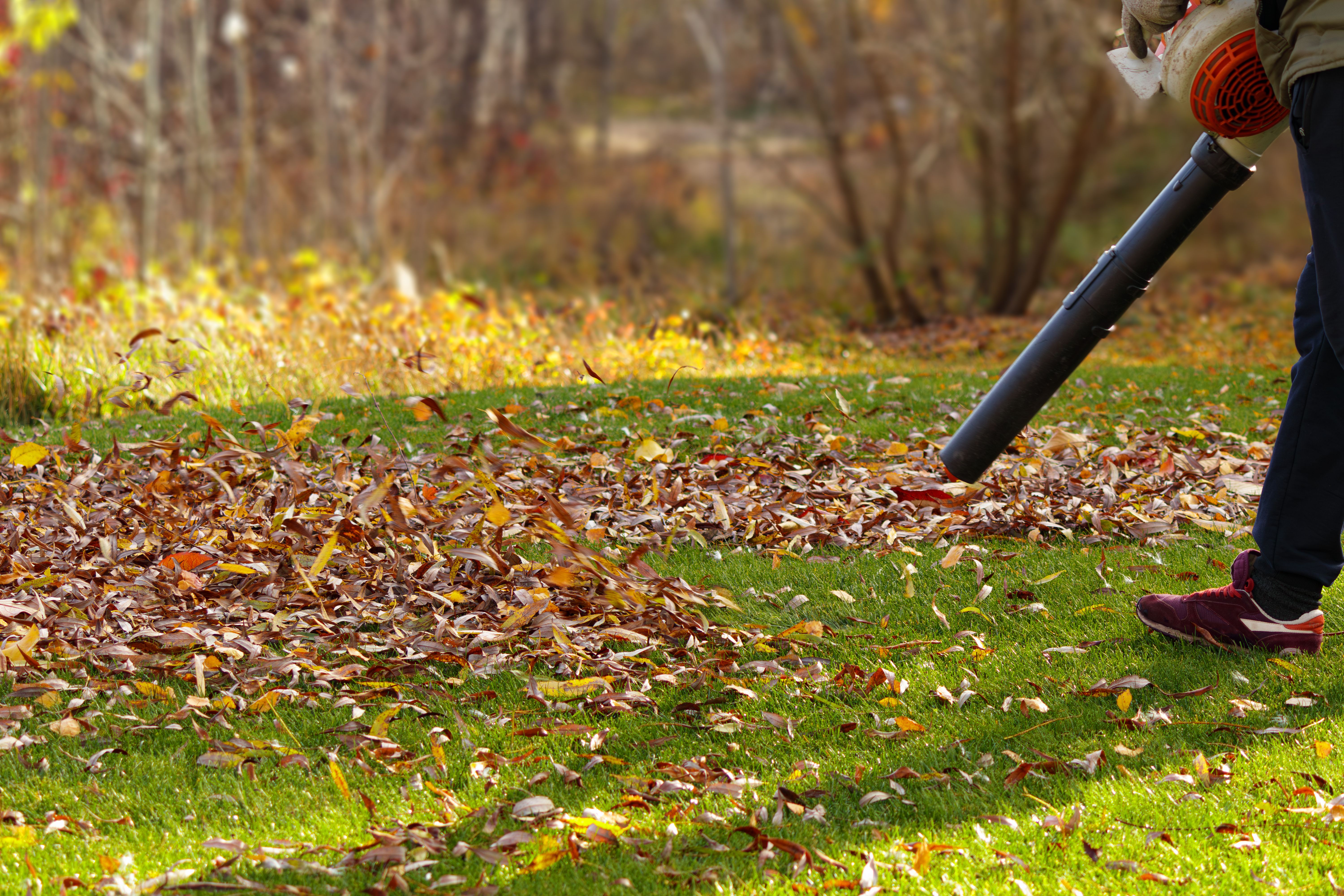 fall lawn fertilization