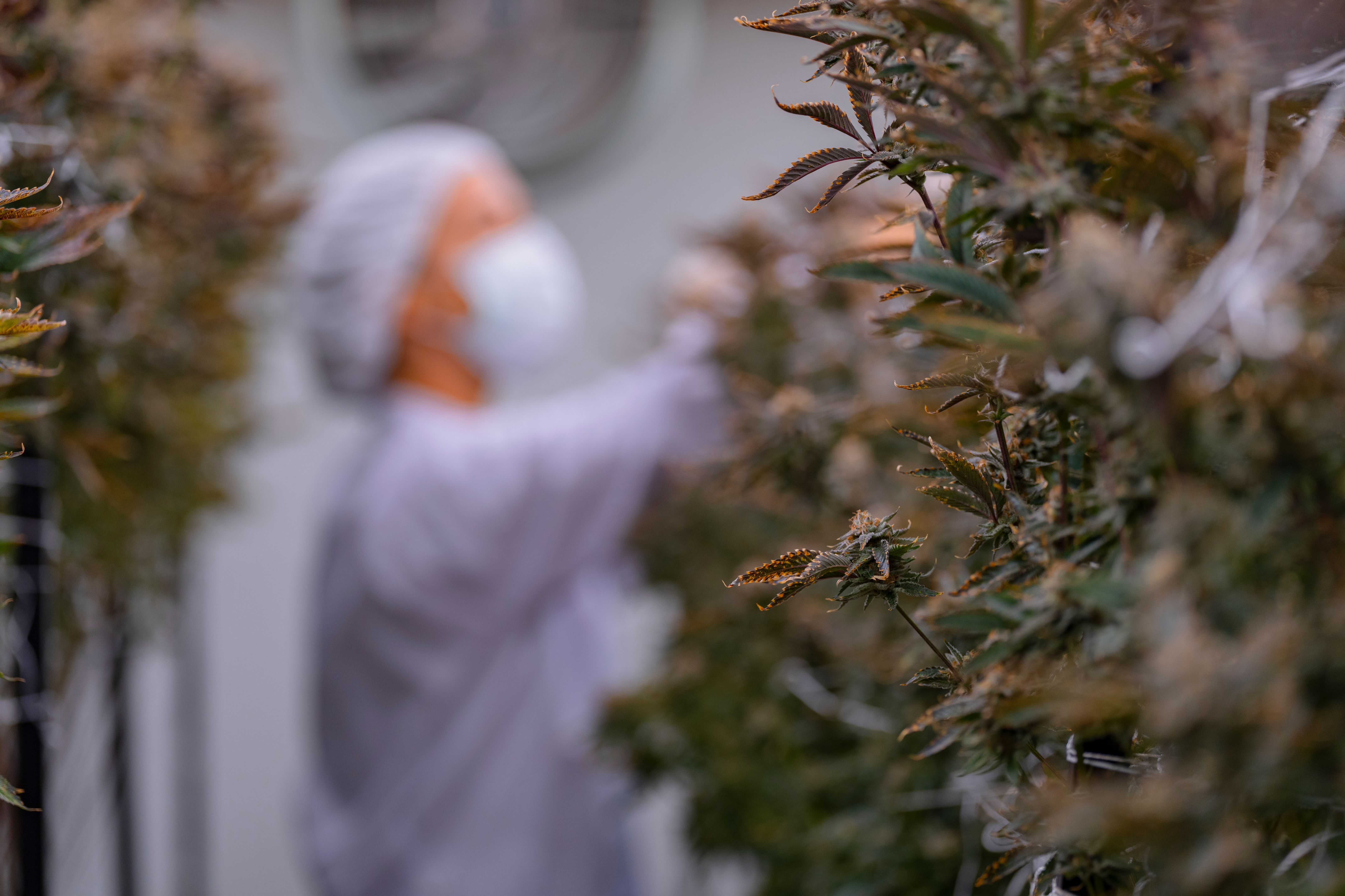 scientist in protective gear, including a mask, gloves, and hairnet, inspects cannabis plants in a controlled indoor environment. The scene underscores careful cultivation and horticultural expertise.