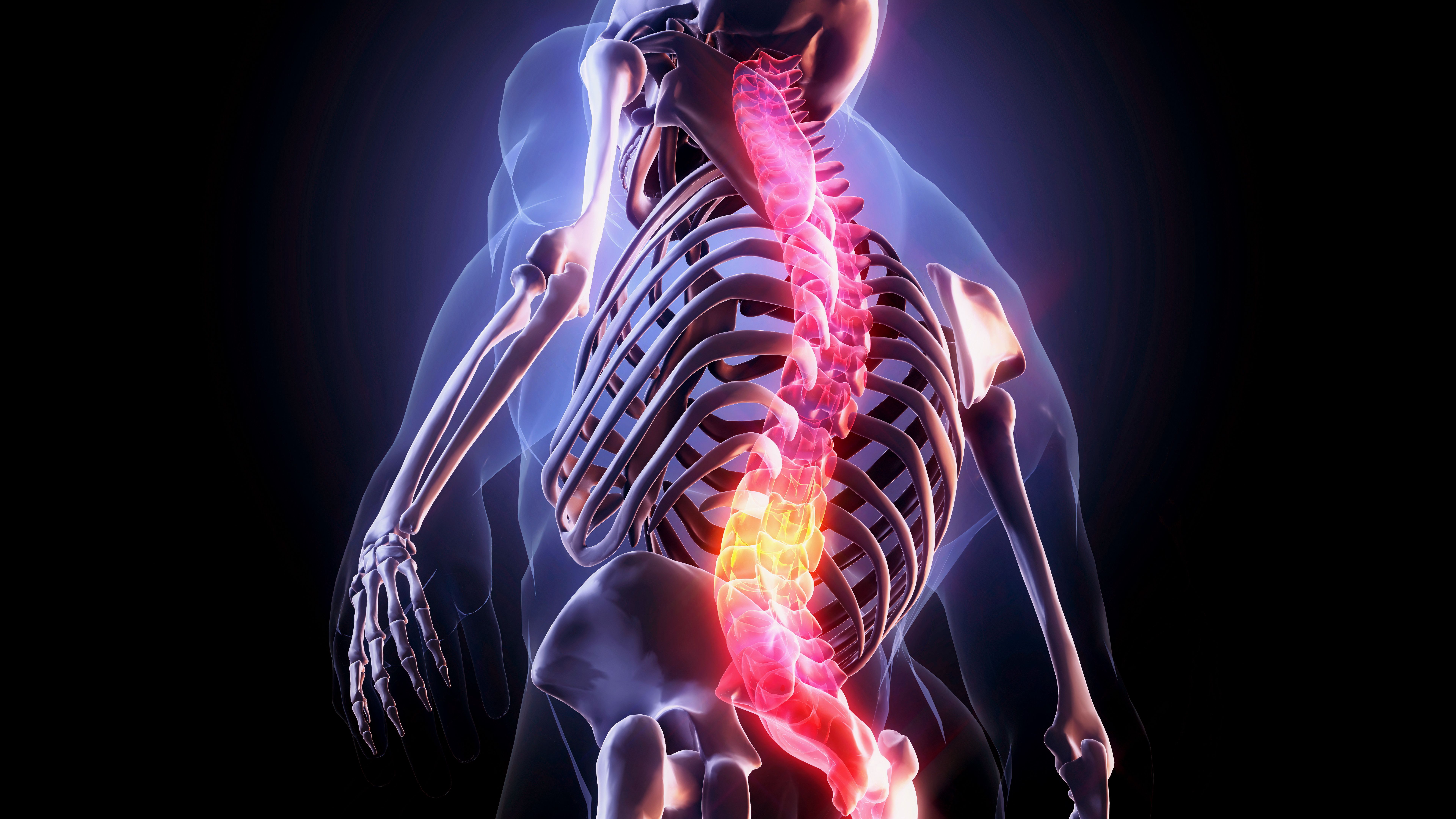 Human spine.