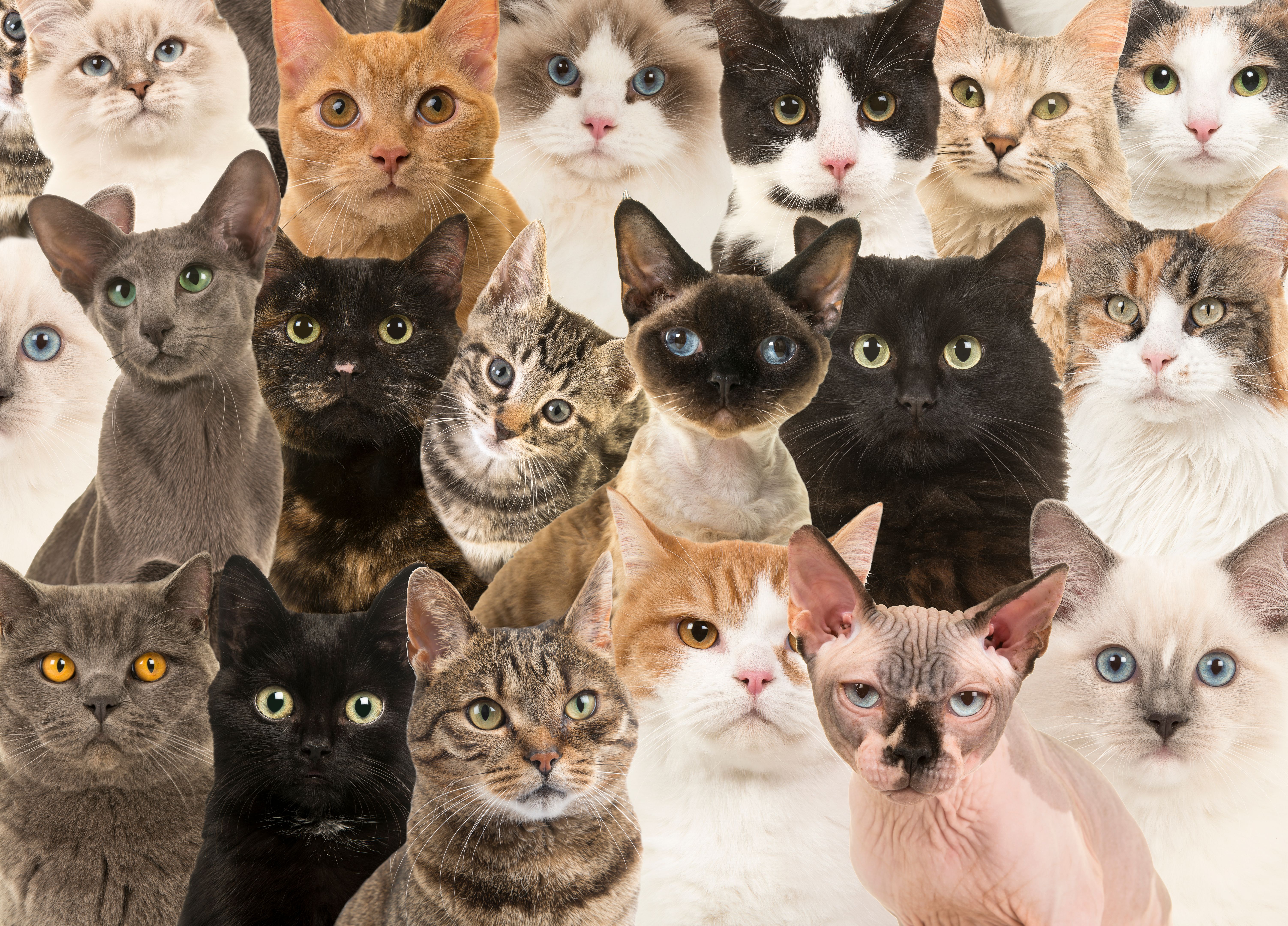 cat breeds