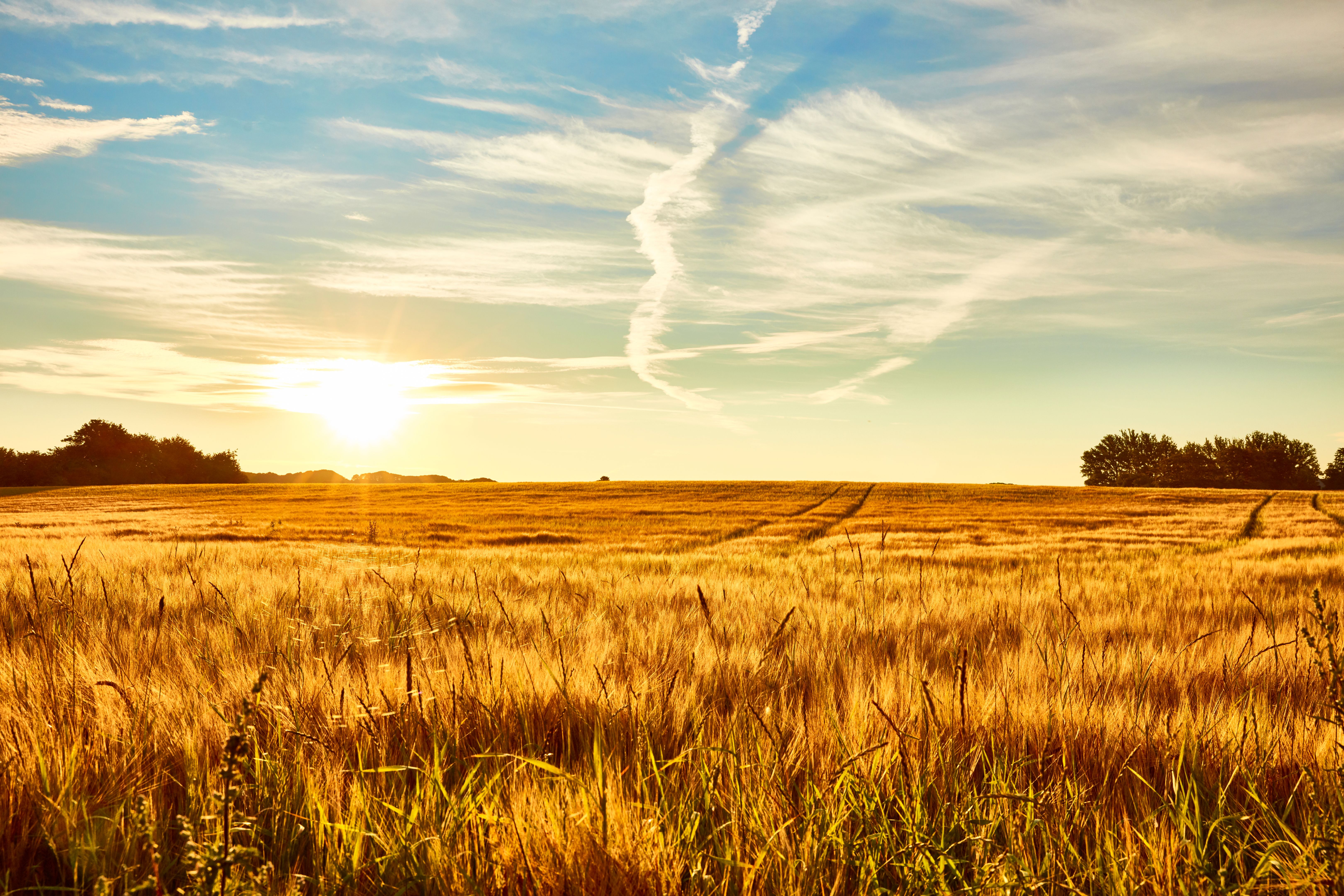 farm landscape
