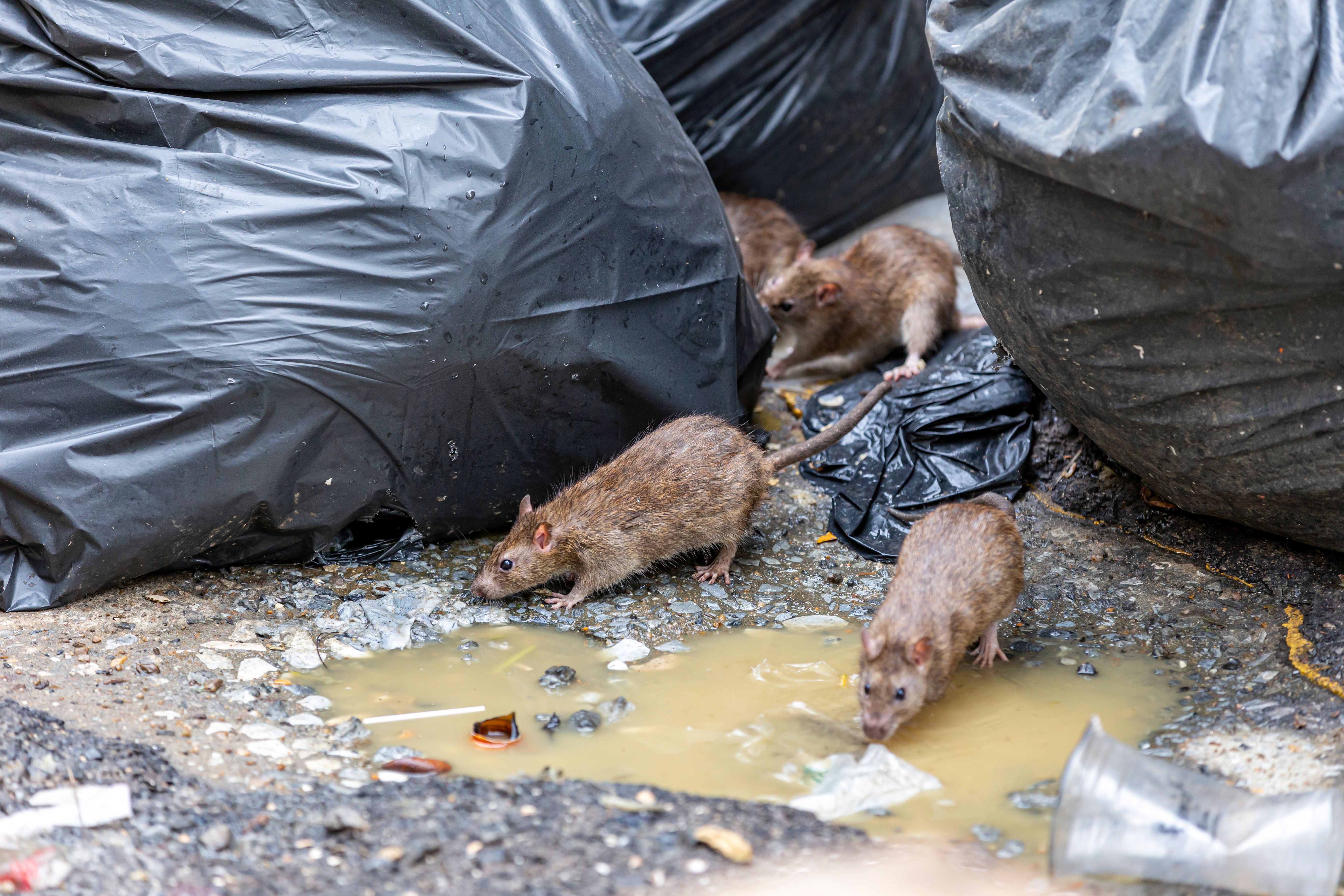 urban pests