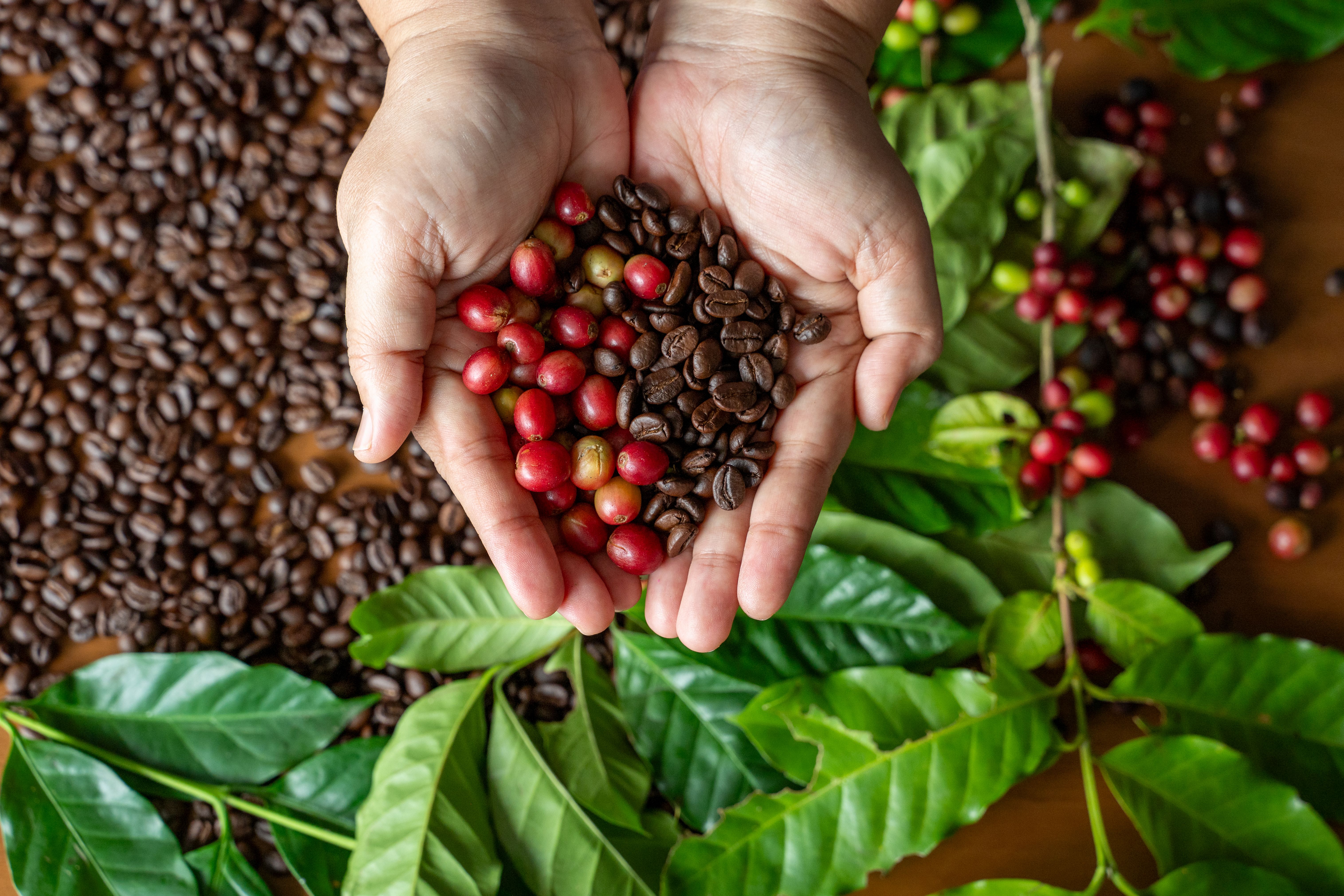 organic coffee beans