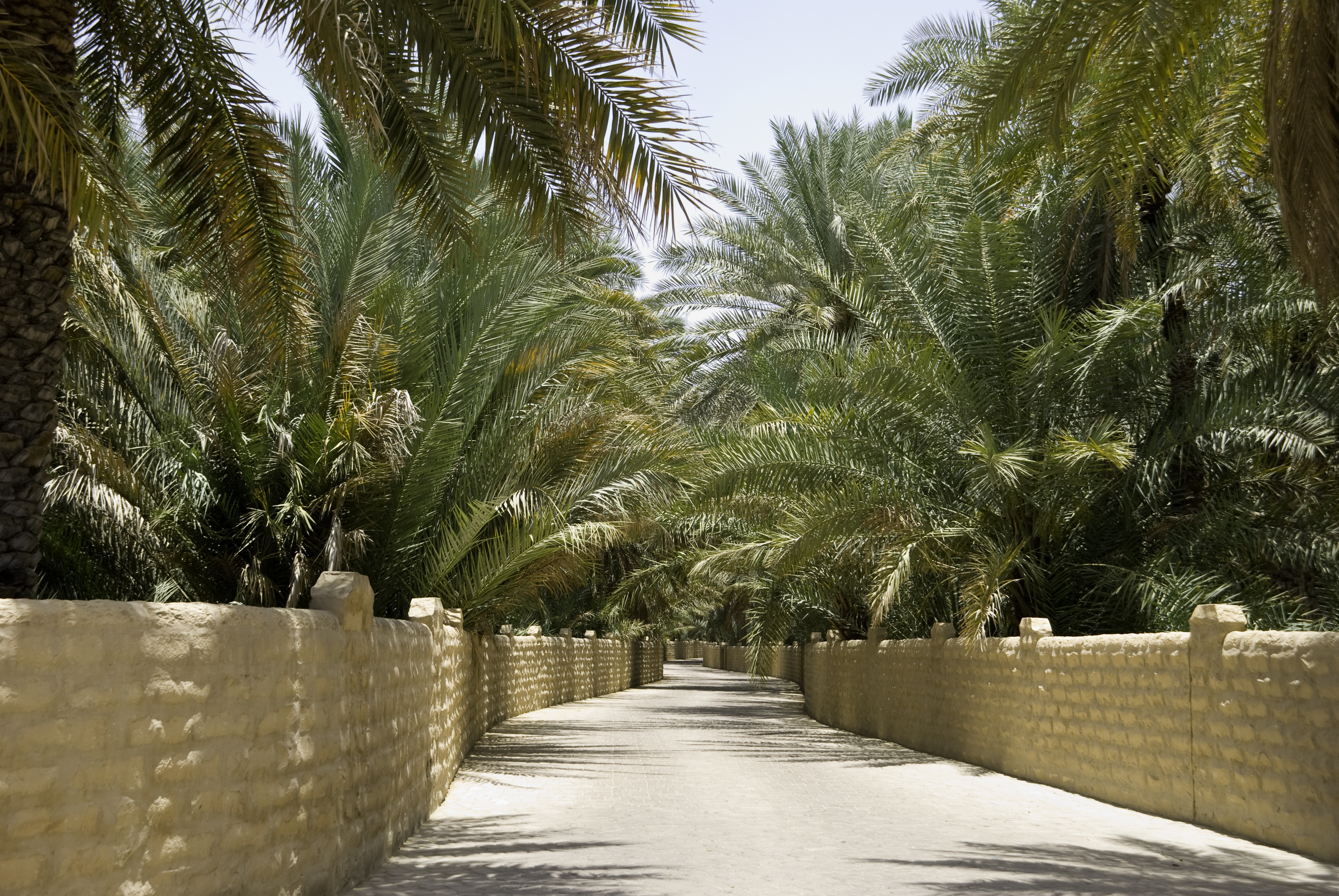 Al Ain Oasis
