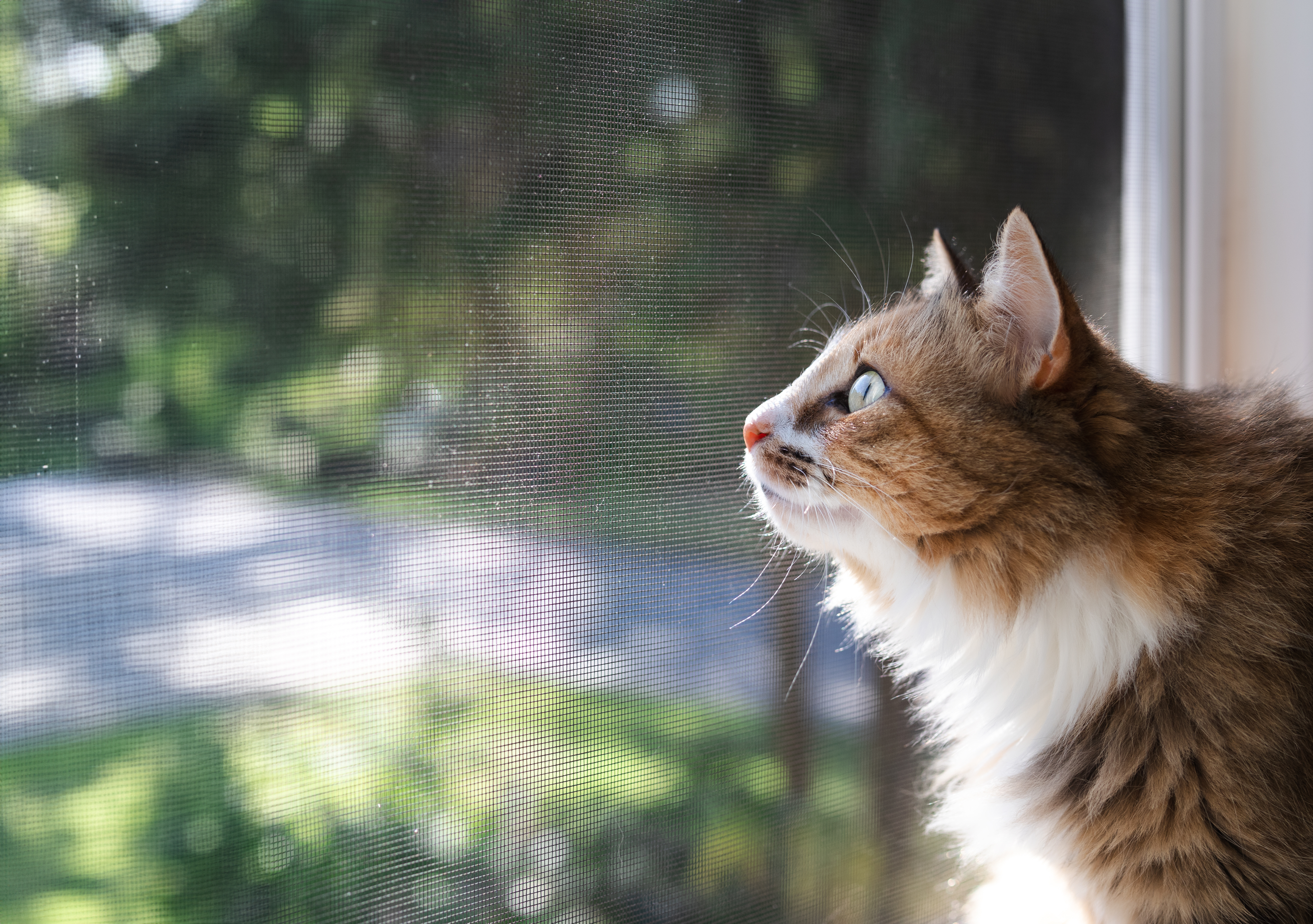 Indoor cat sitting in front of defocused black fly screen and foliage.