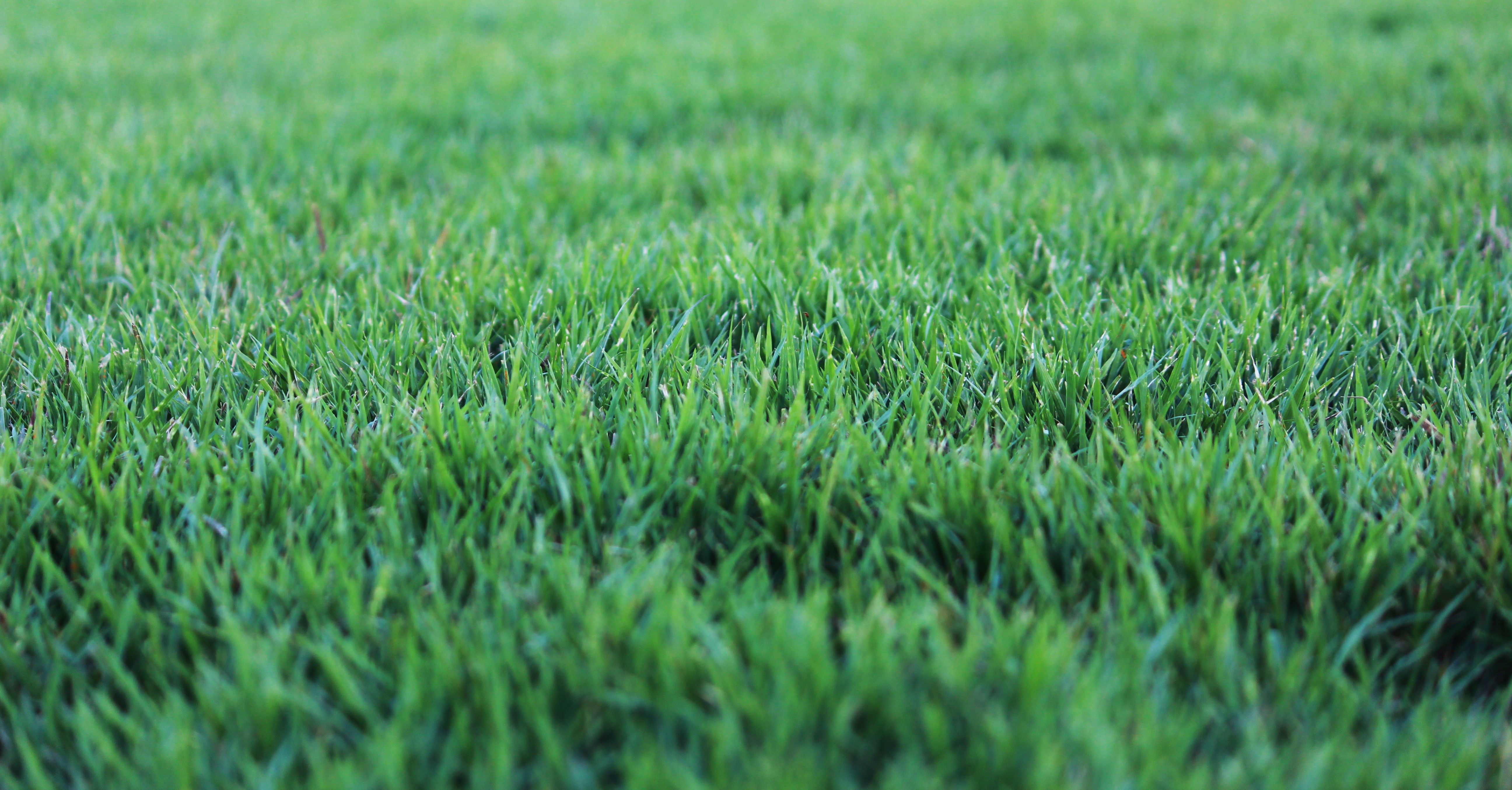 lush green lawn