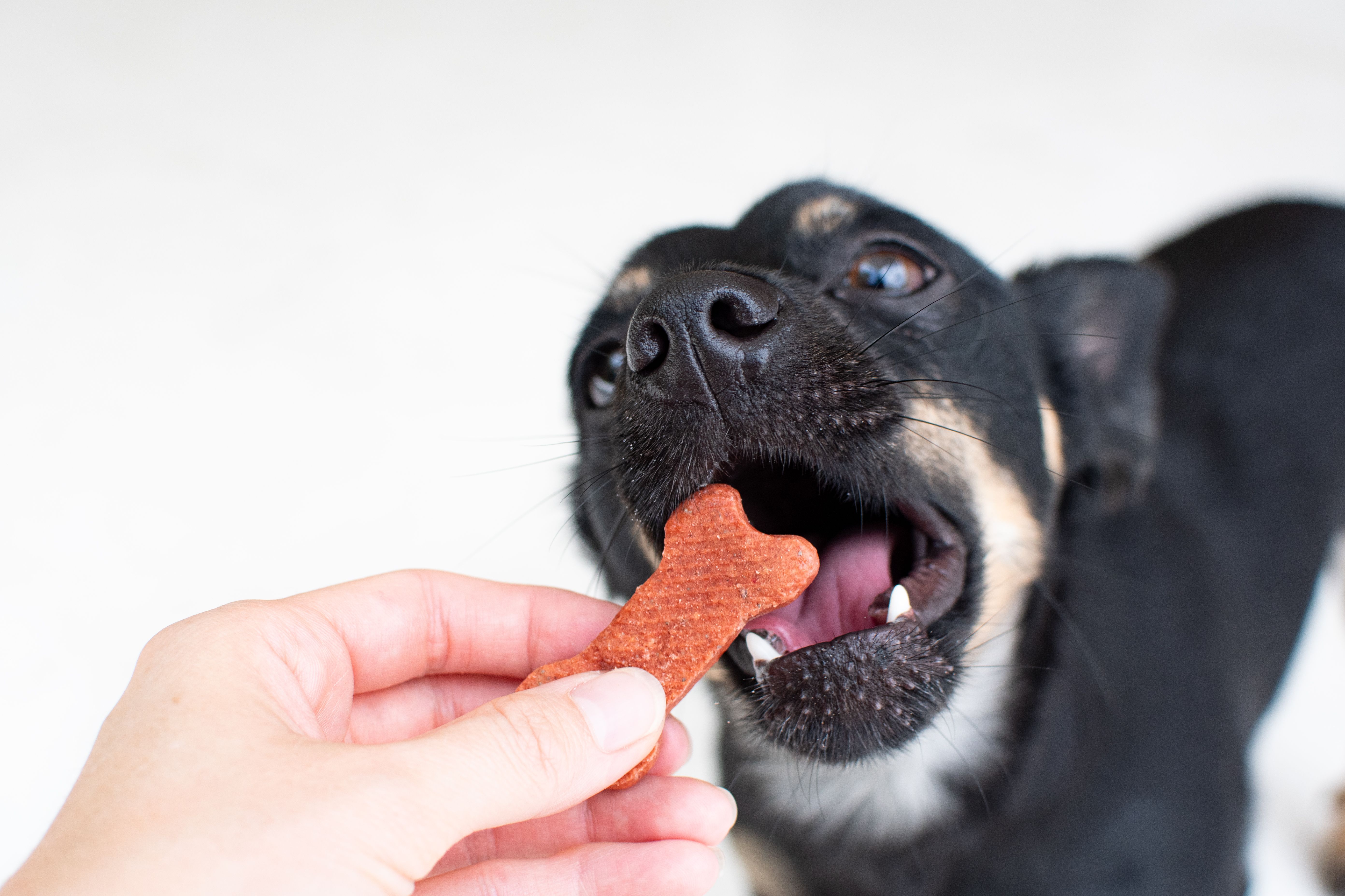 Offering a treat to a dog. Dog treat cookie for a black dog Chihuahua. dog care concept. High-quality photo