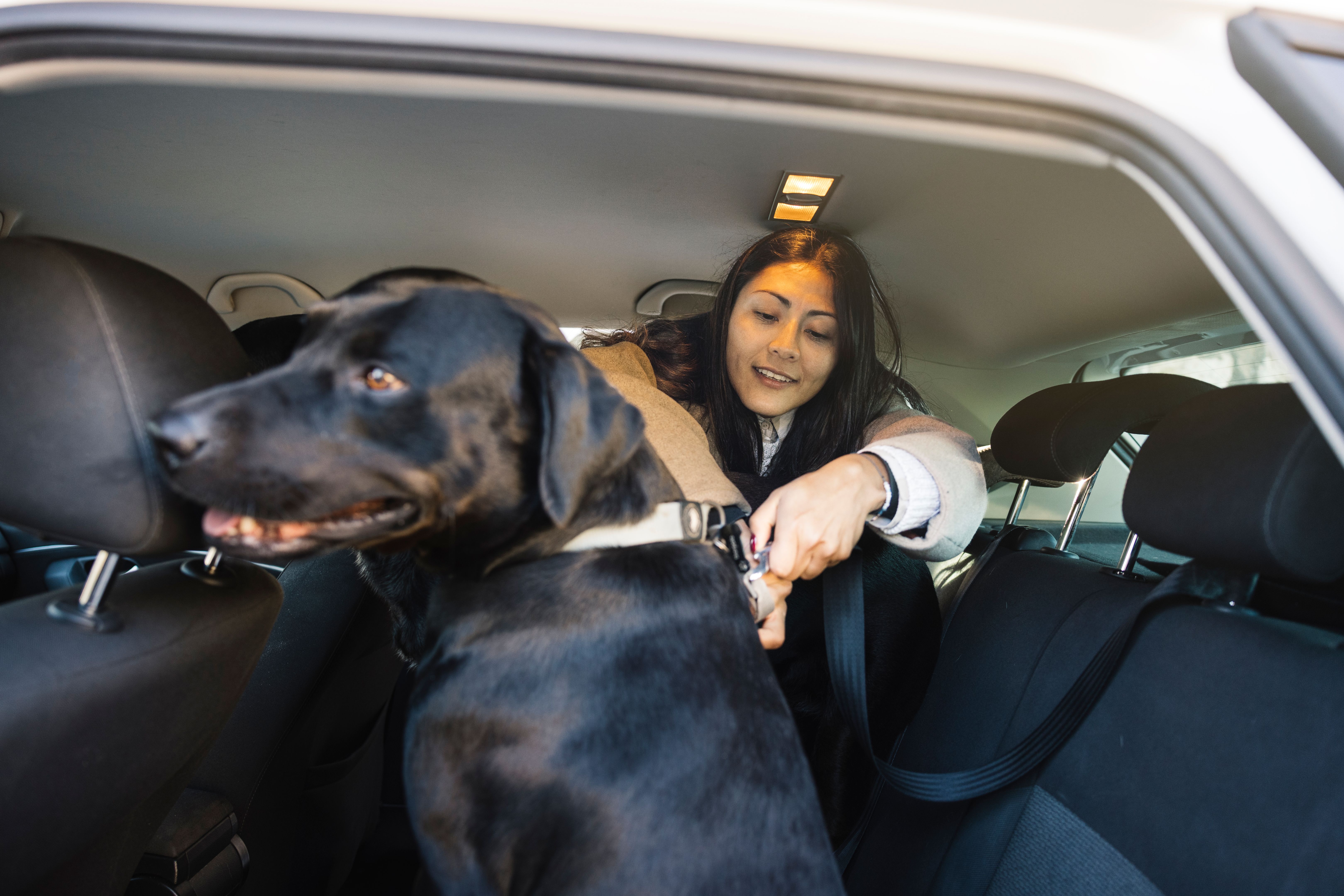 dog travel safety