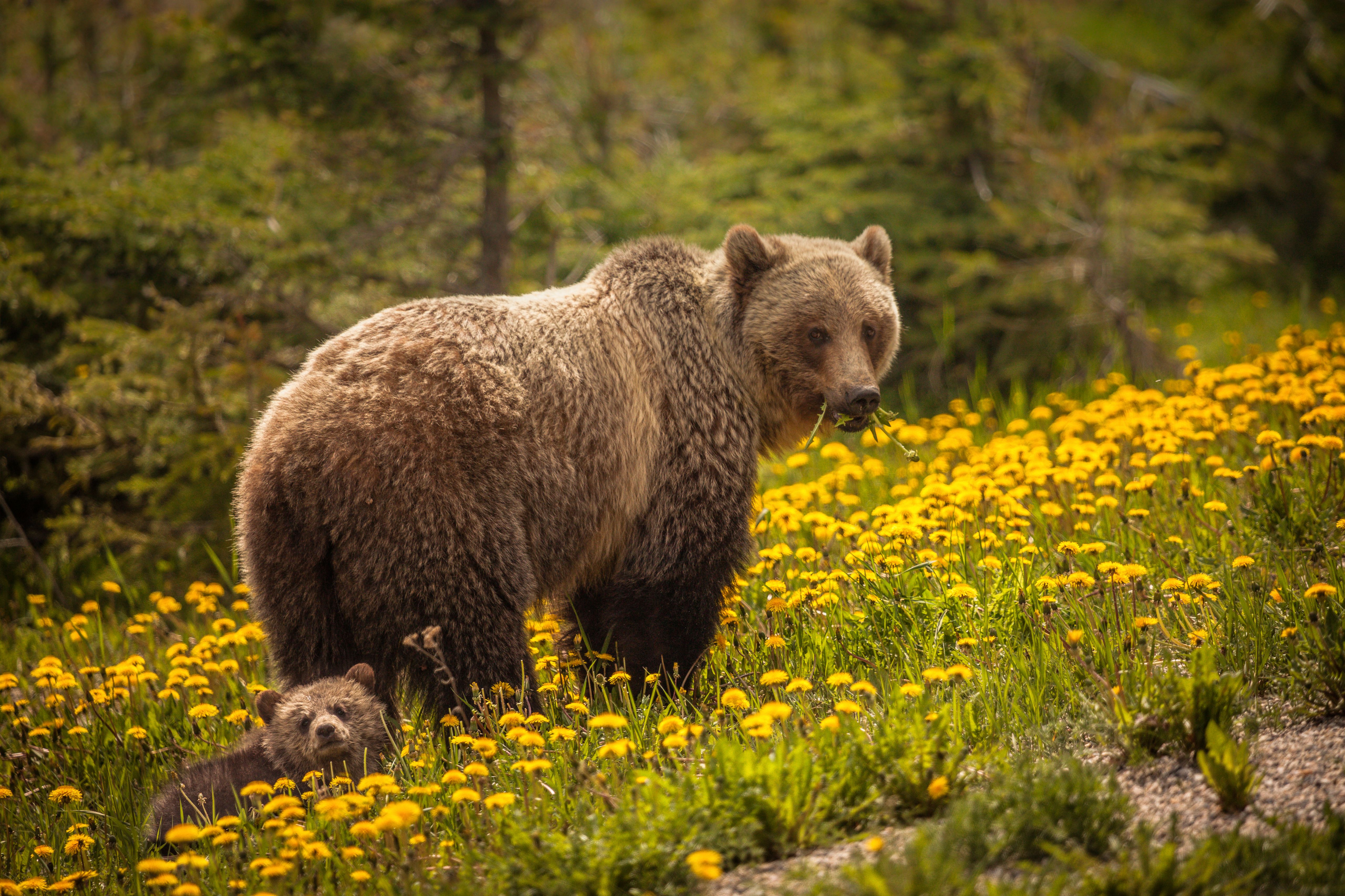 wildlife Alberta