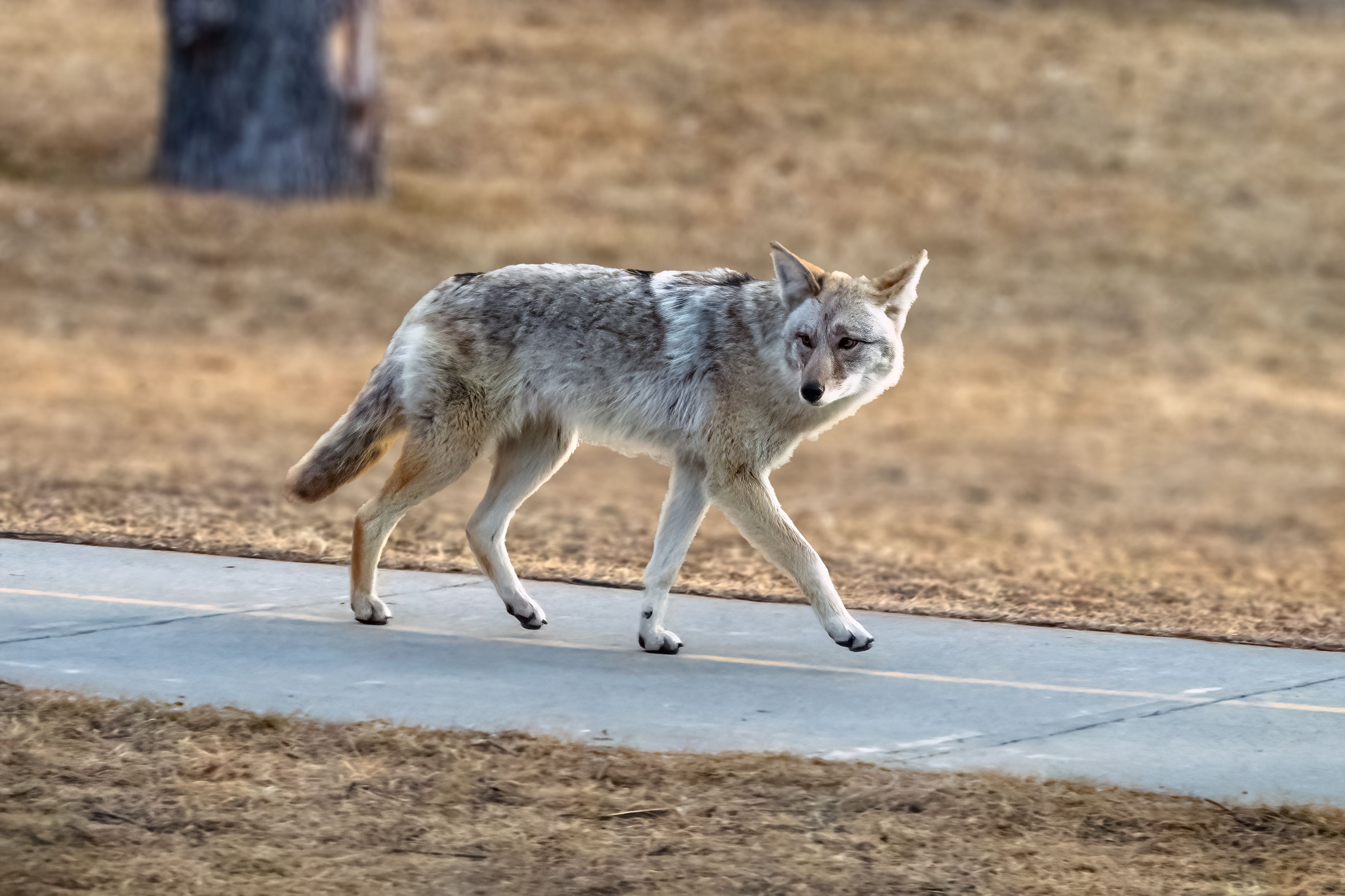 A light-colored coyote walks along a paved path in a grassy field, glancing towards the camera, with a tree trunk visible in the background