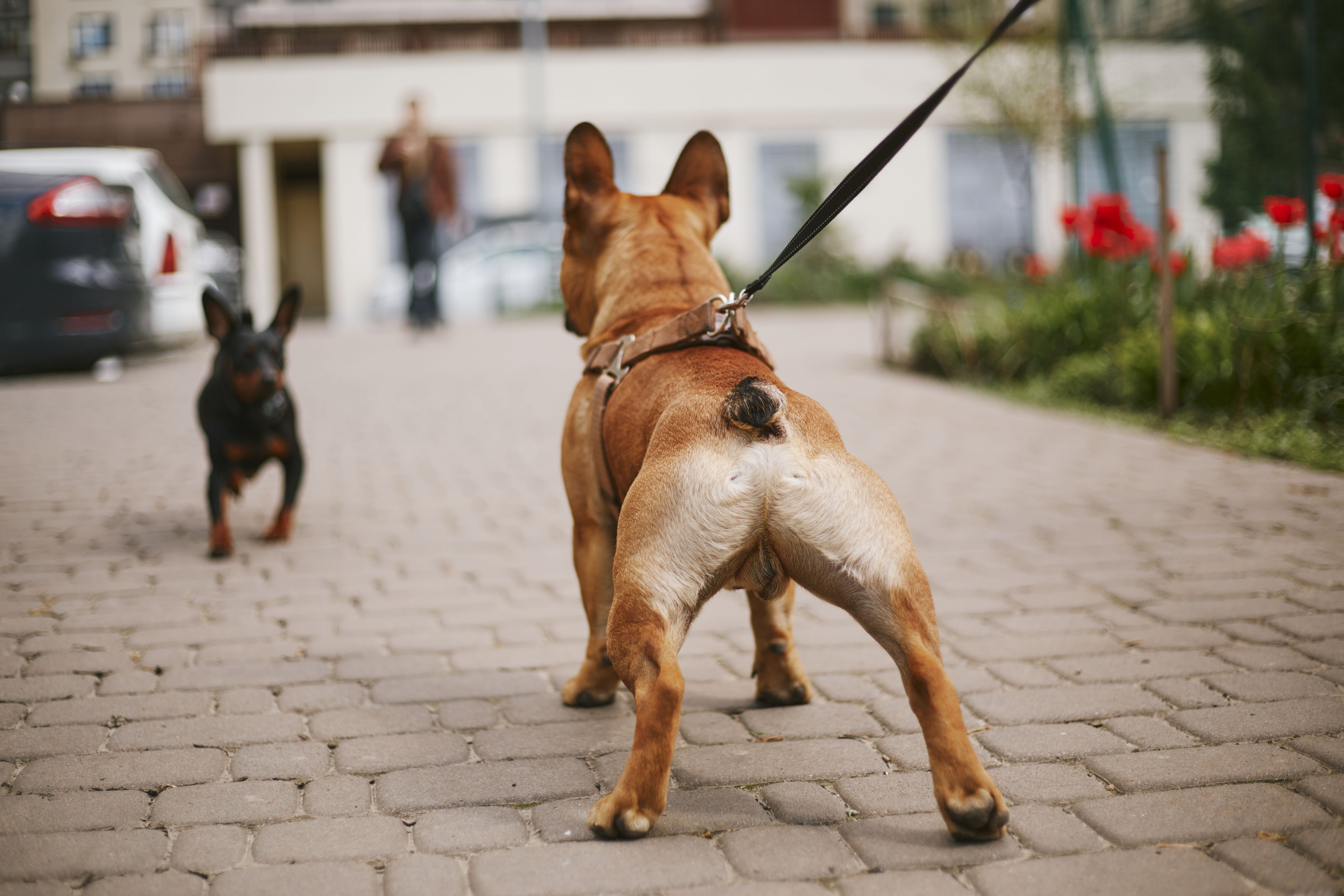 Bulldog on a leash meets little black dog. Active pets playing in urban setting Bulldog on a leash meets little black dog. Active pets playing in urban setting