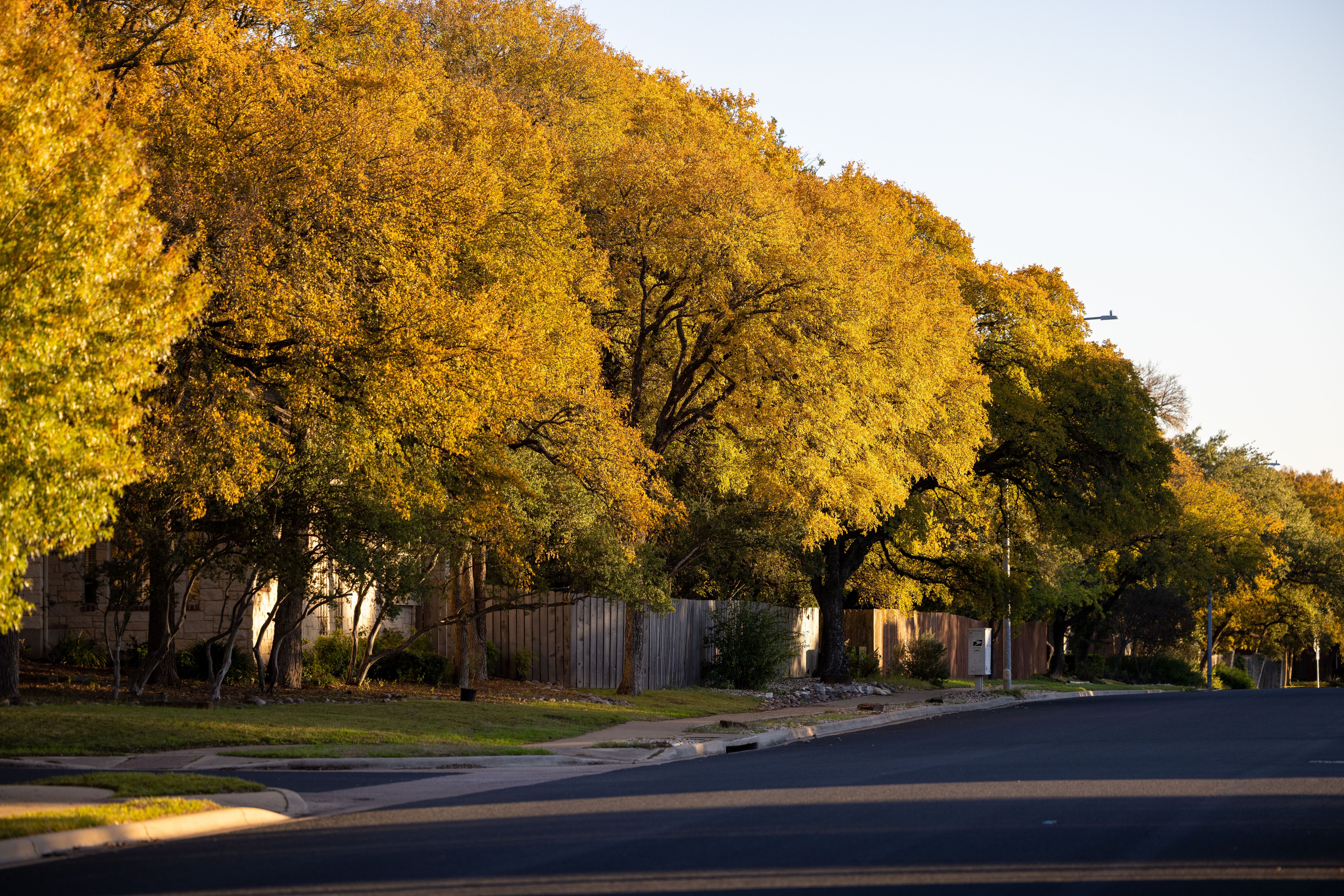 community impact trees