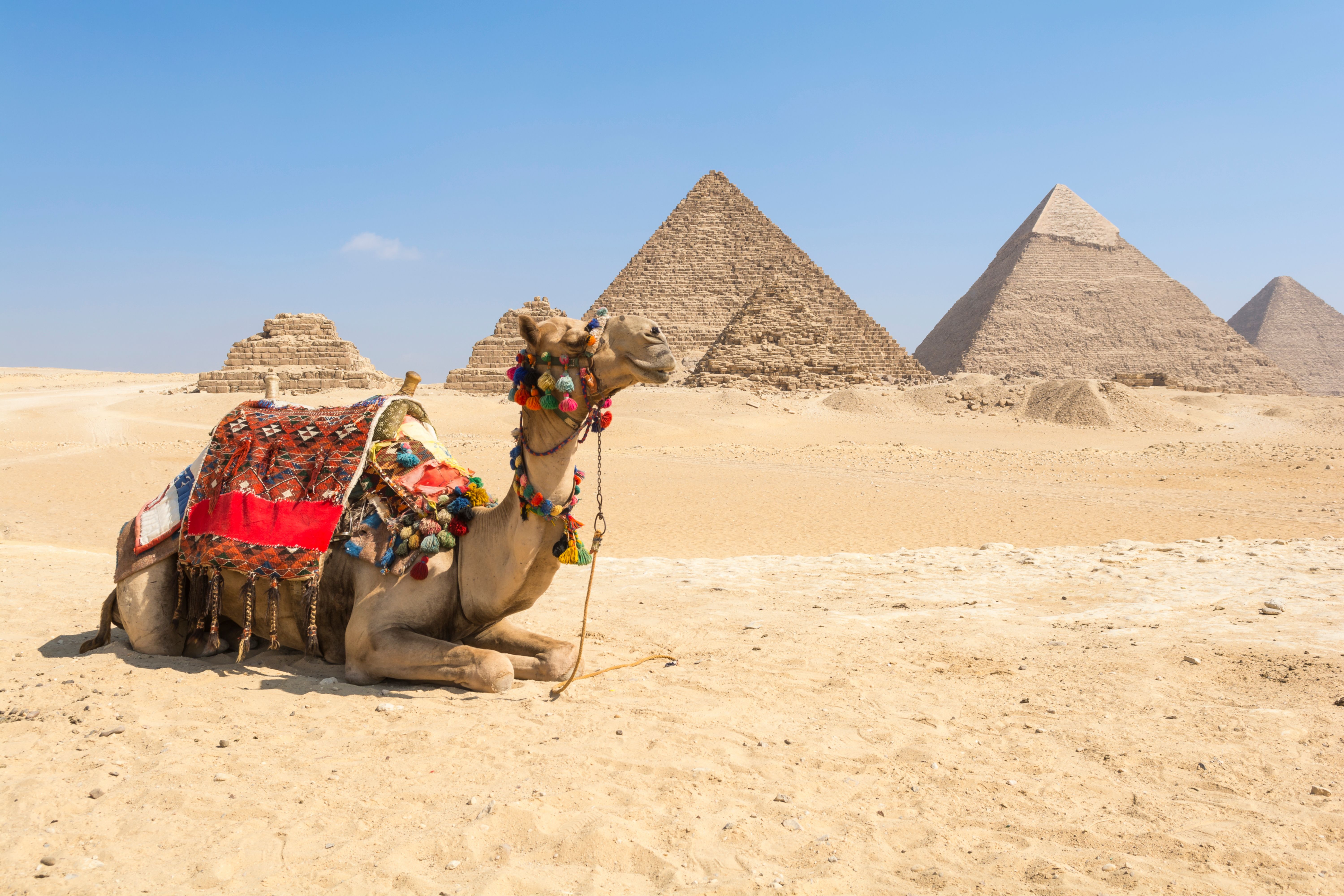 camel ride giza