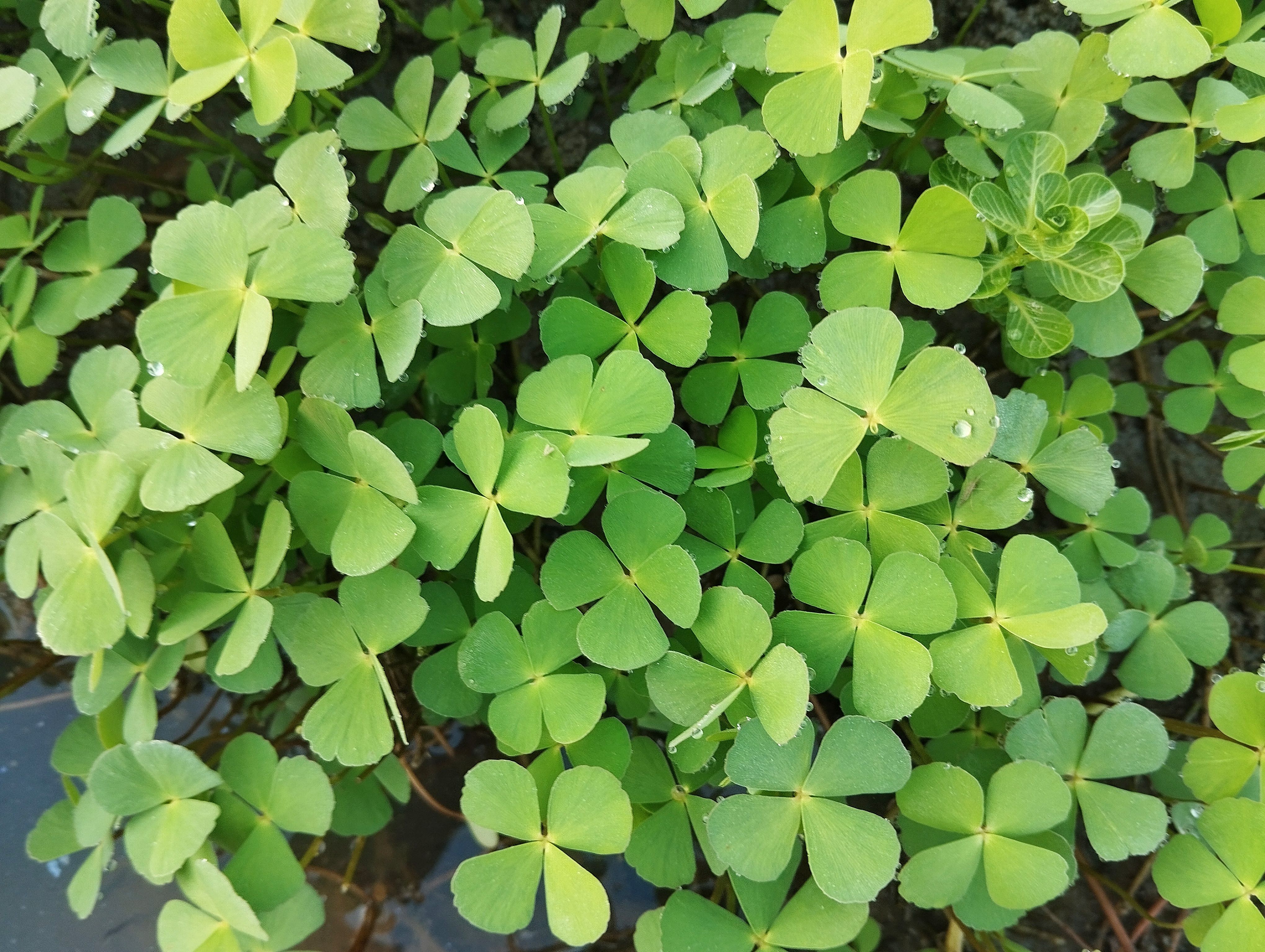 green clover