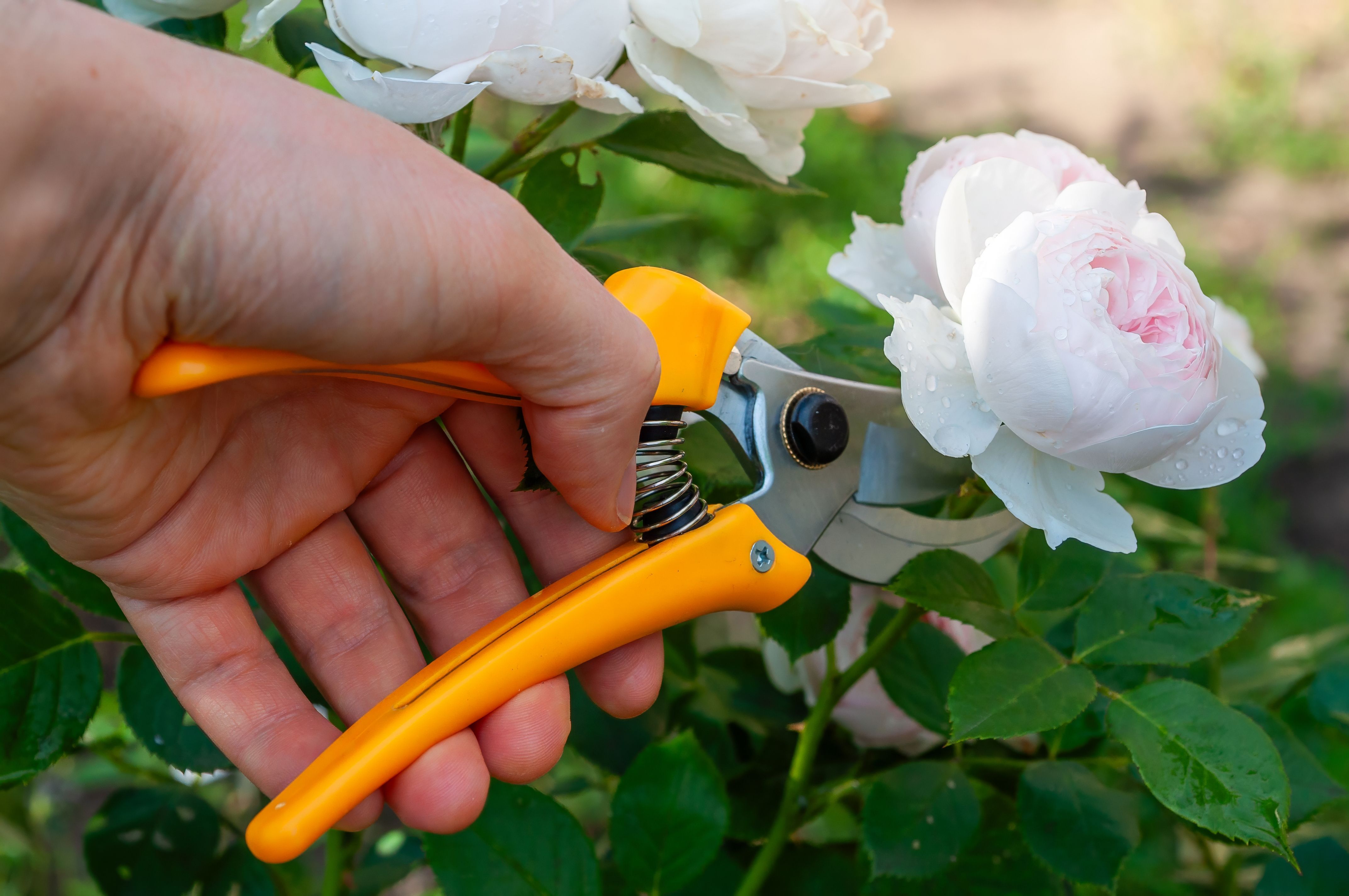 pruning shears