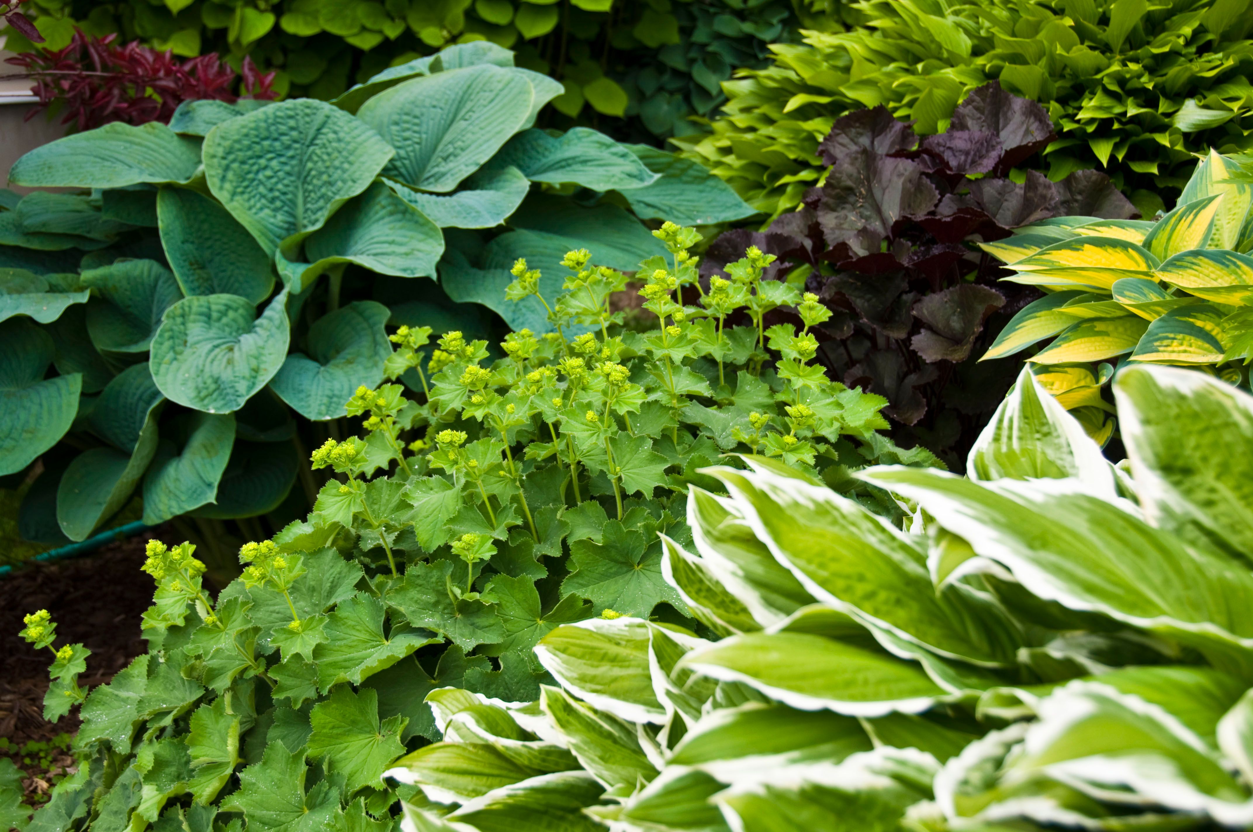 low maintenance plants