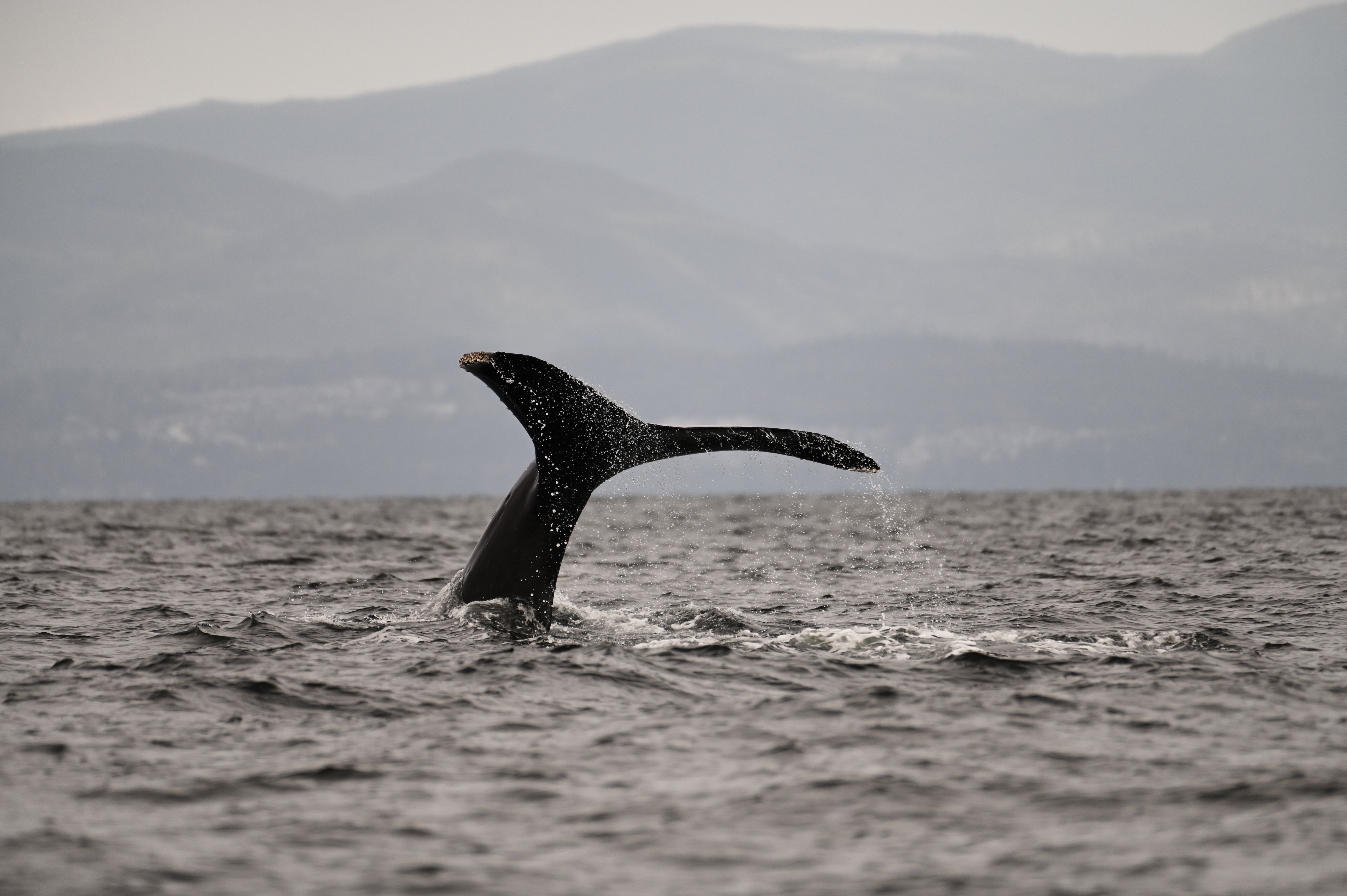 vehicle compatibility