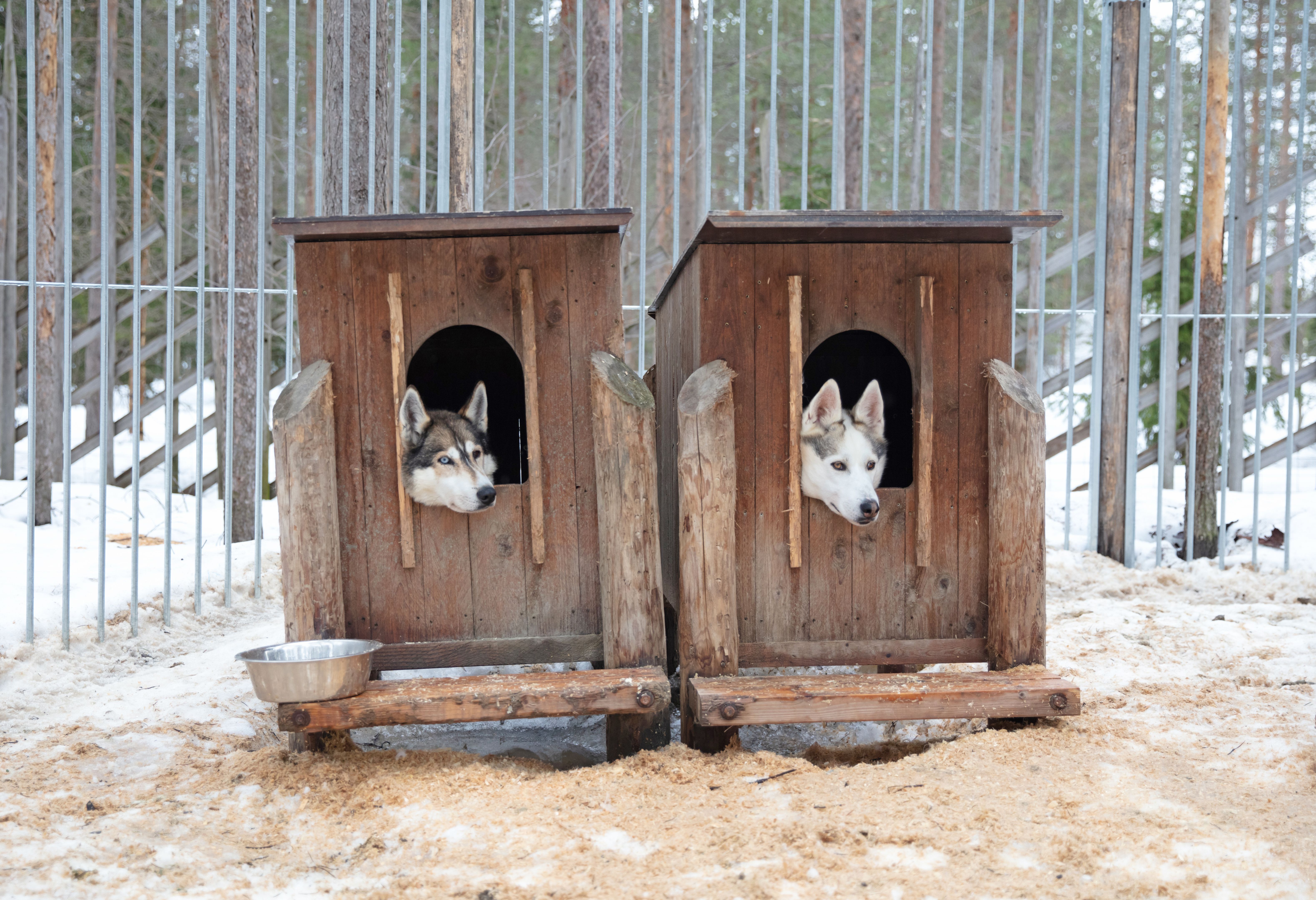 dog house snow