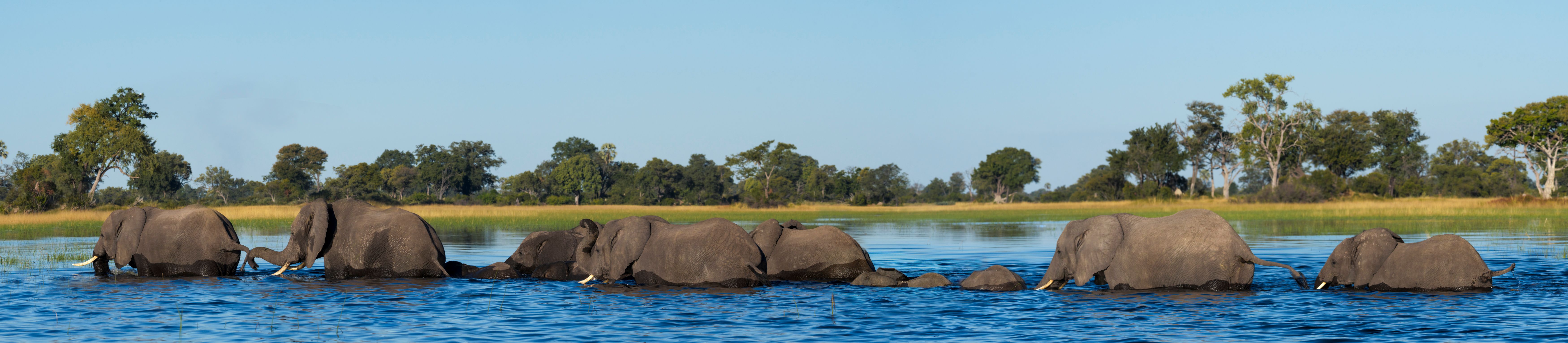 okavango delta
