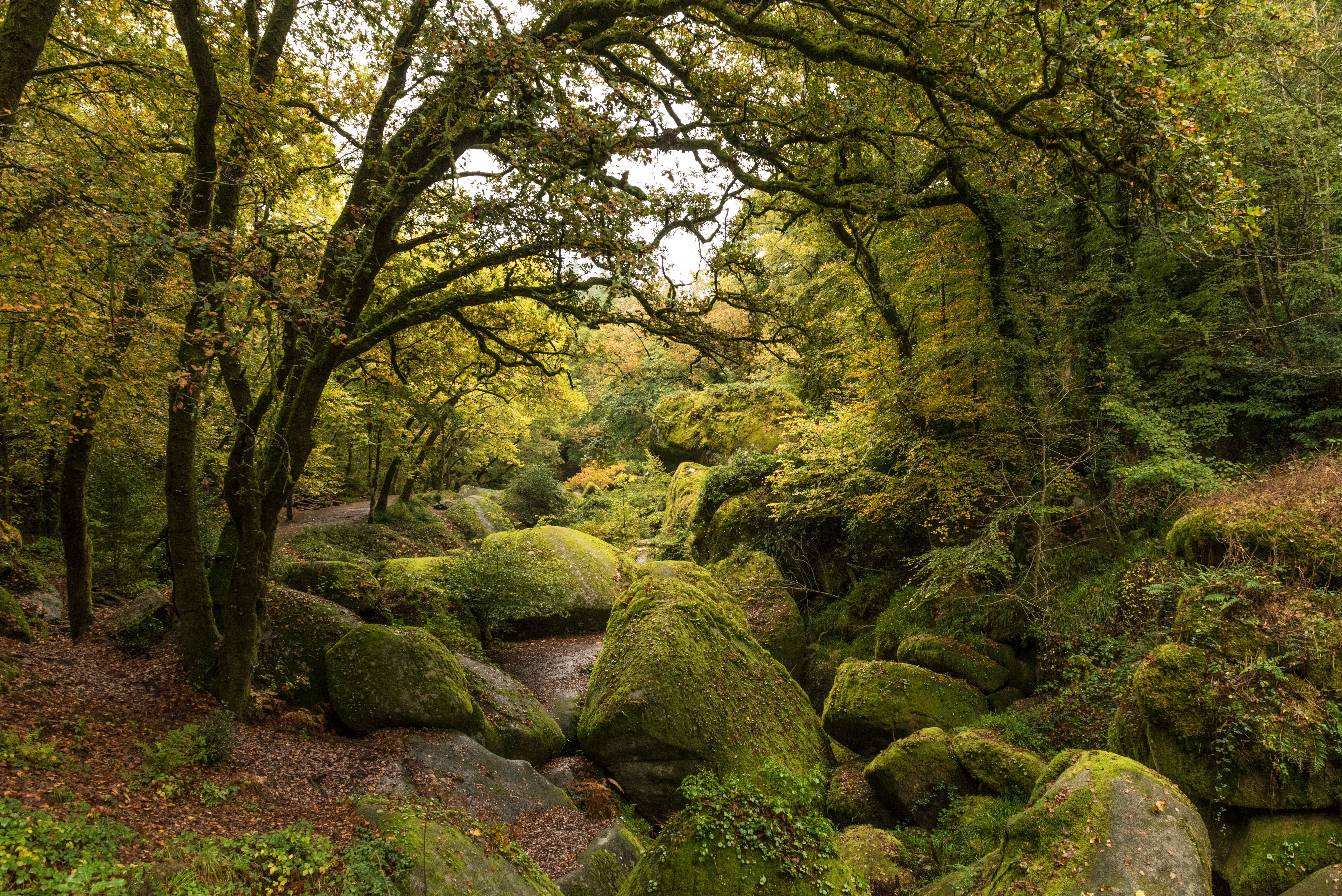 forest Bretagne