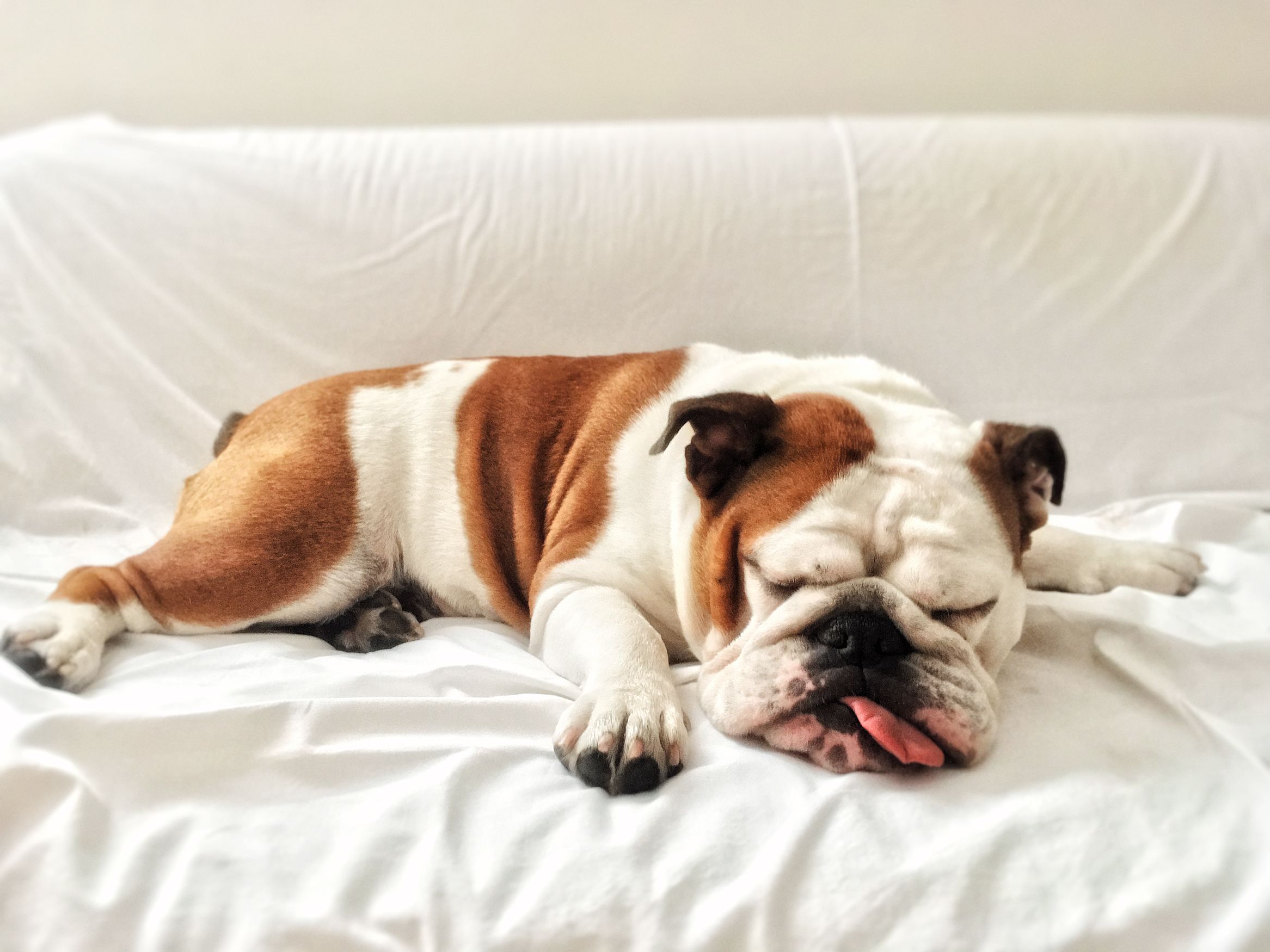 couch potato bulldog sleeps on sofa couch potato bulldog sleeps on sofa
